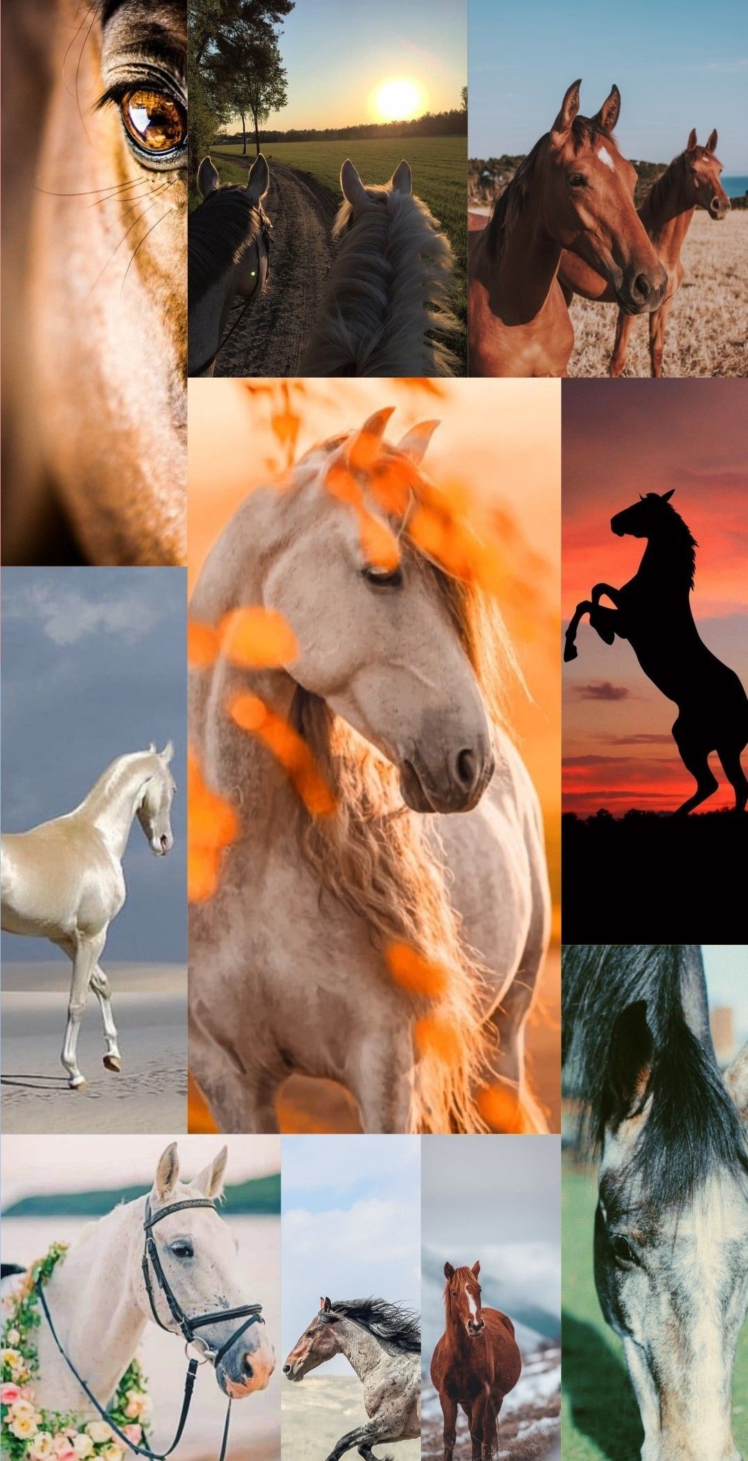 A collage of pictures showing different horses - Horse