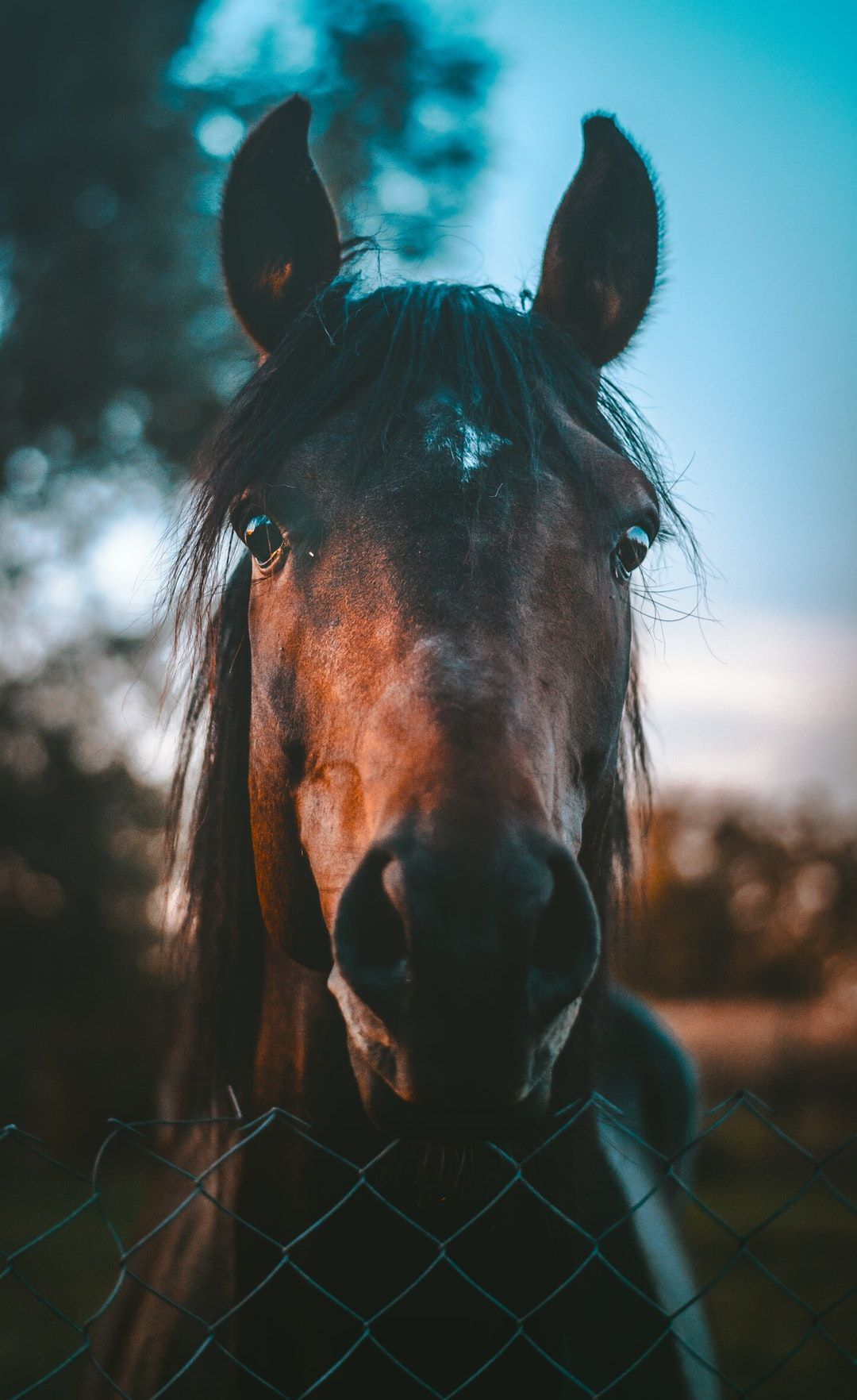 A horse looking over the fence at something - Horse