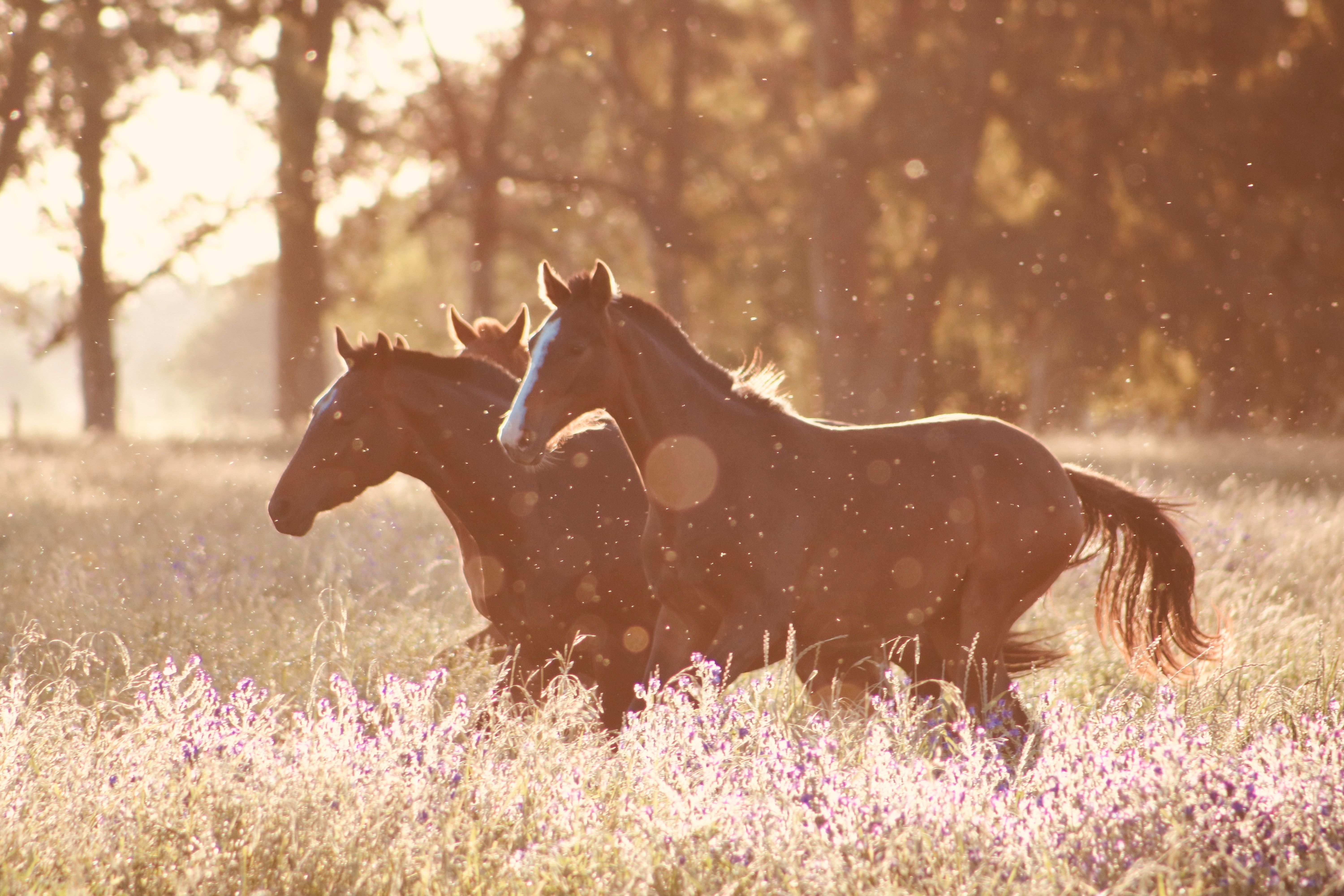Horses Photo, Download Free Horses & HD Image