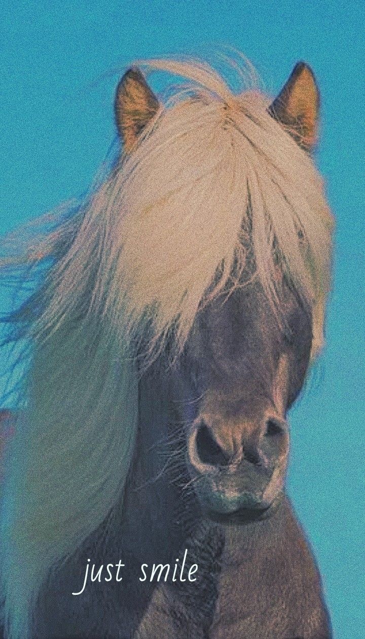 A horse with a blue background and the words just smile - Horse
