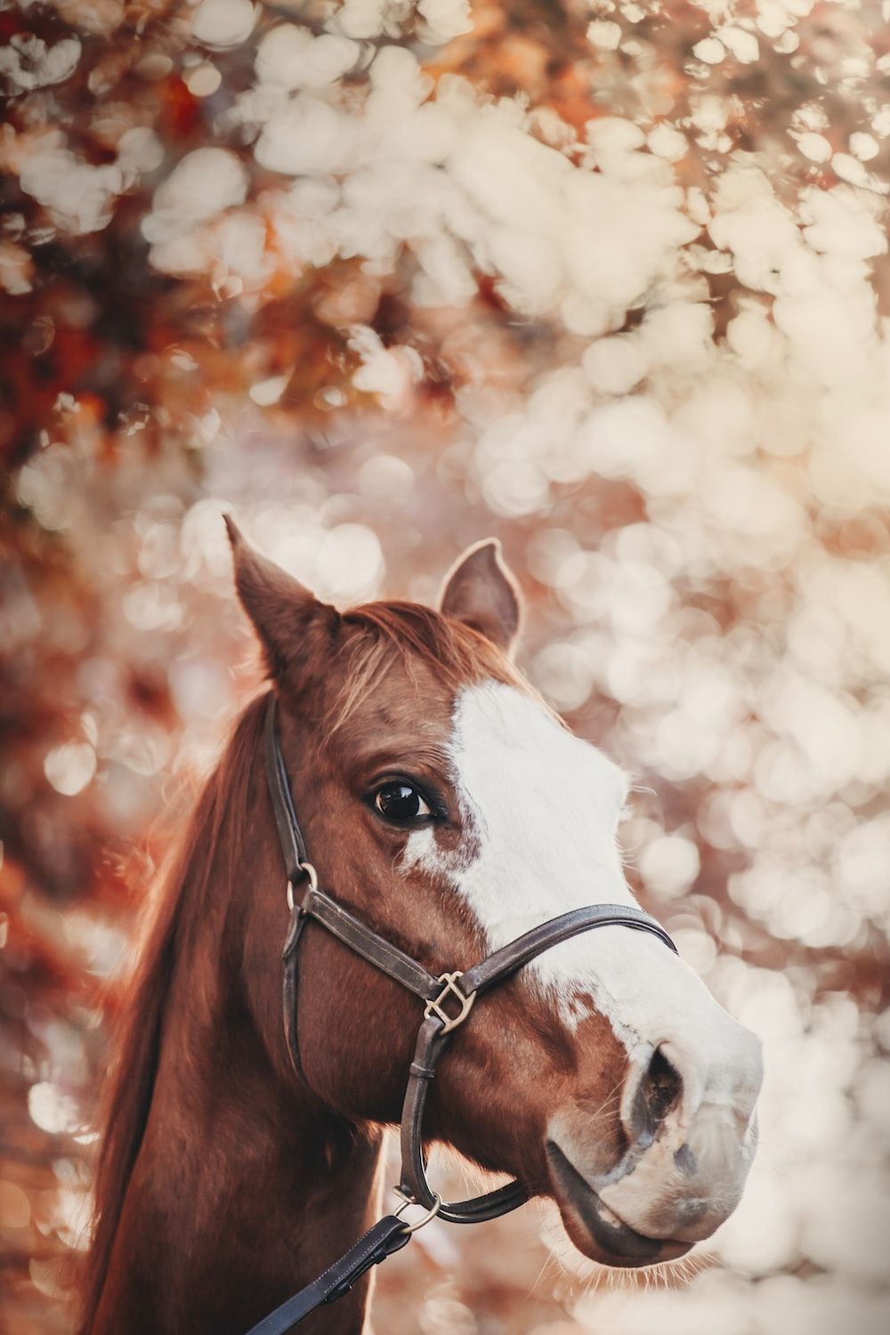 Horse Background Image: Download HD Background