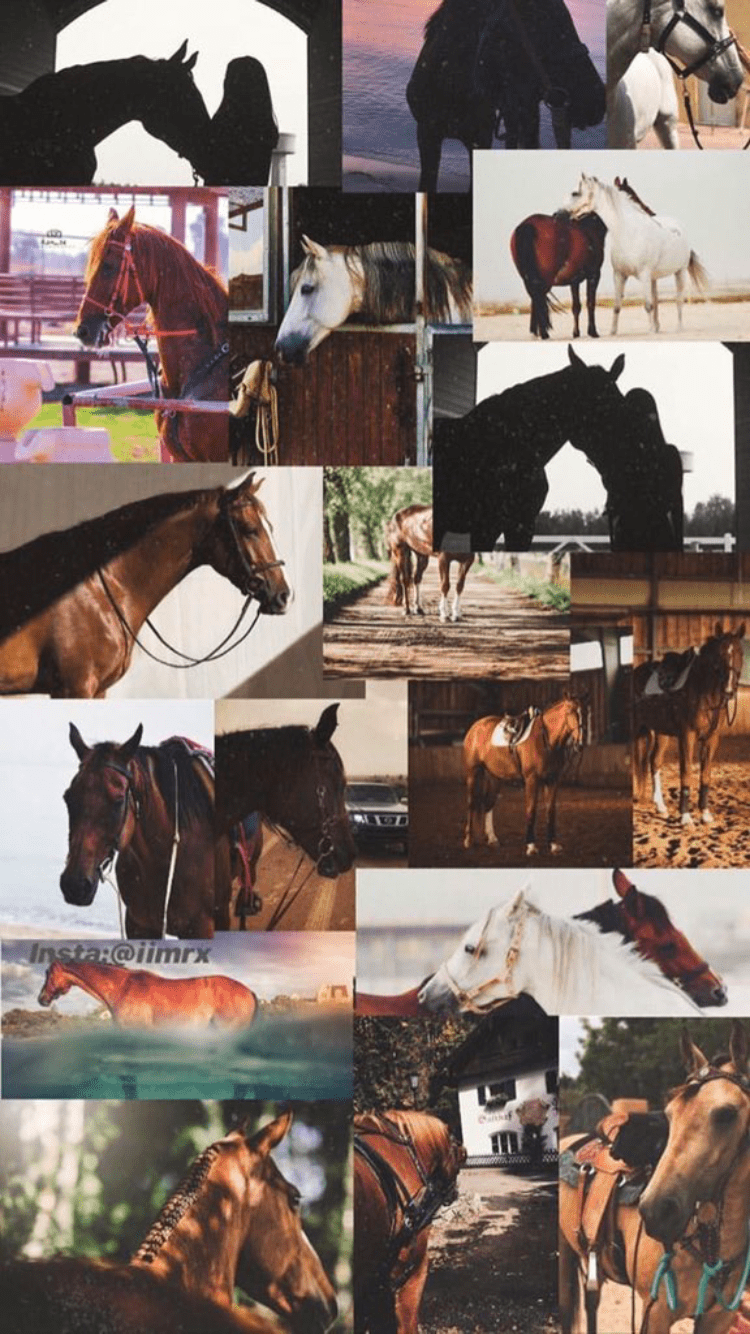 A collage of different horses and their different characteristics - Horse