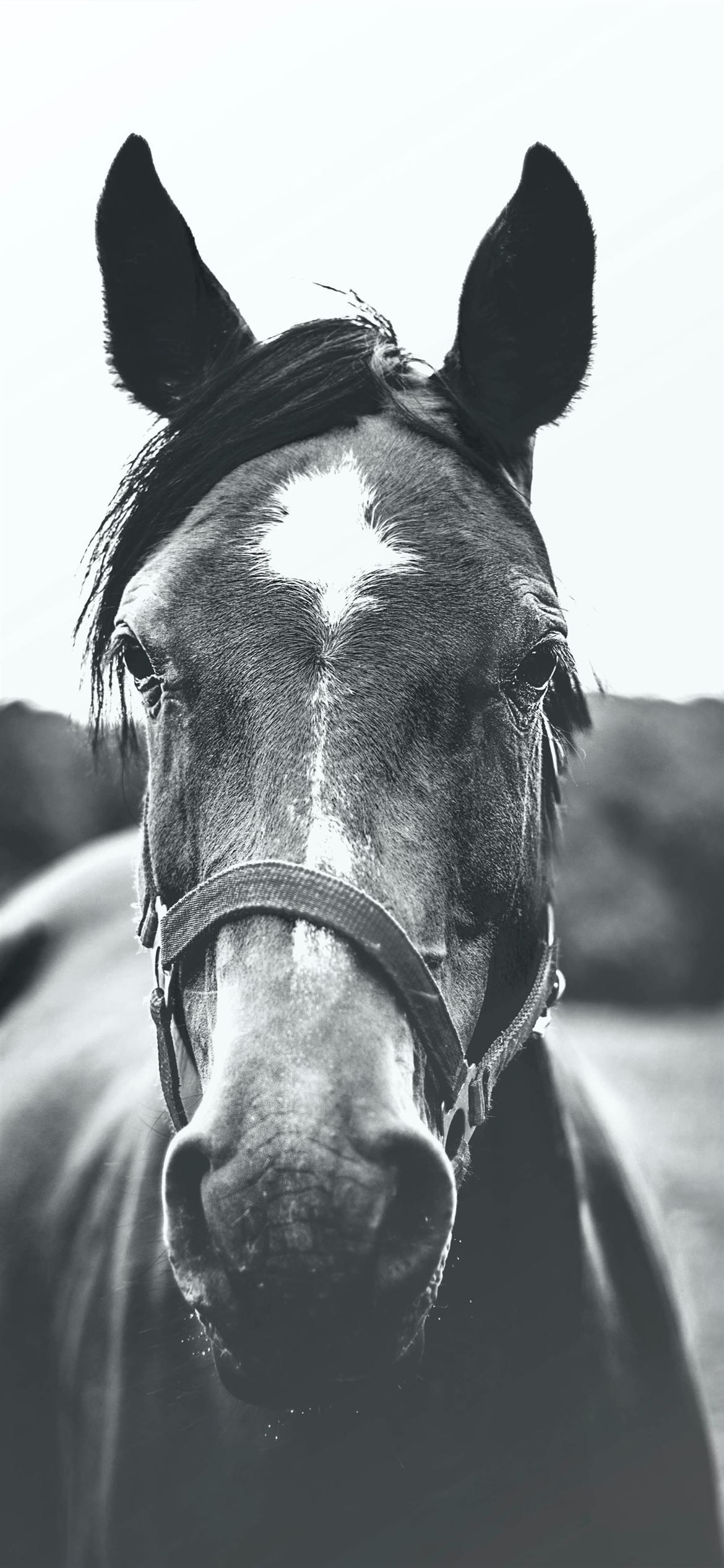 A close up of the face and head area - Horse