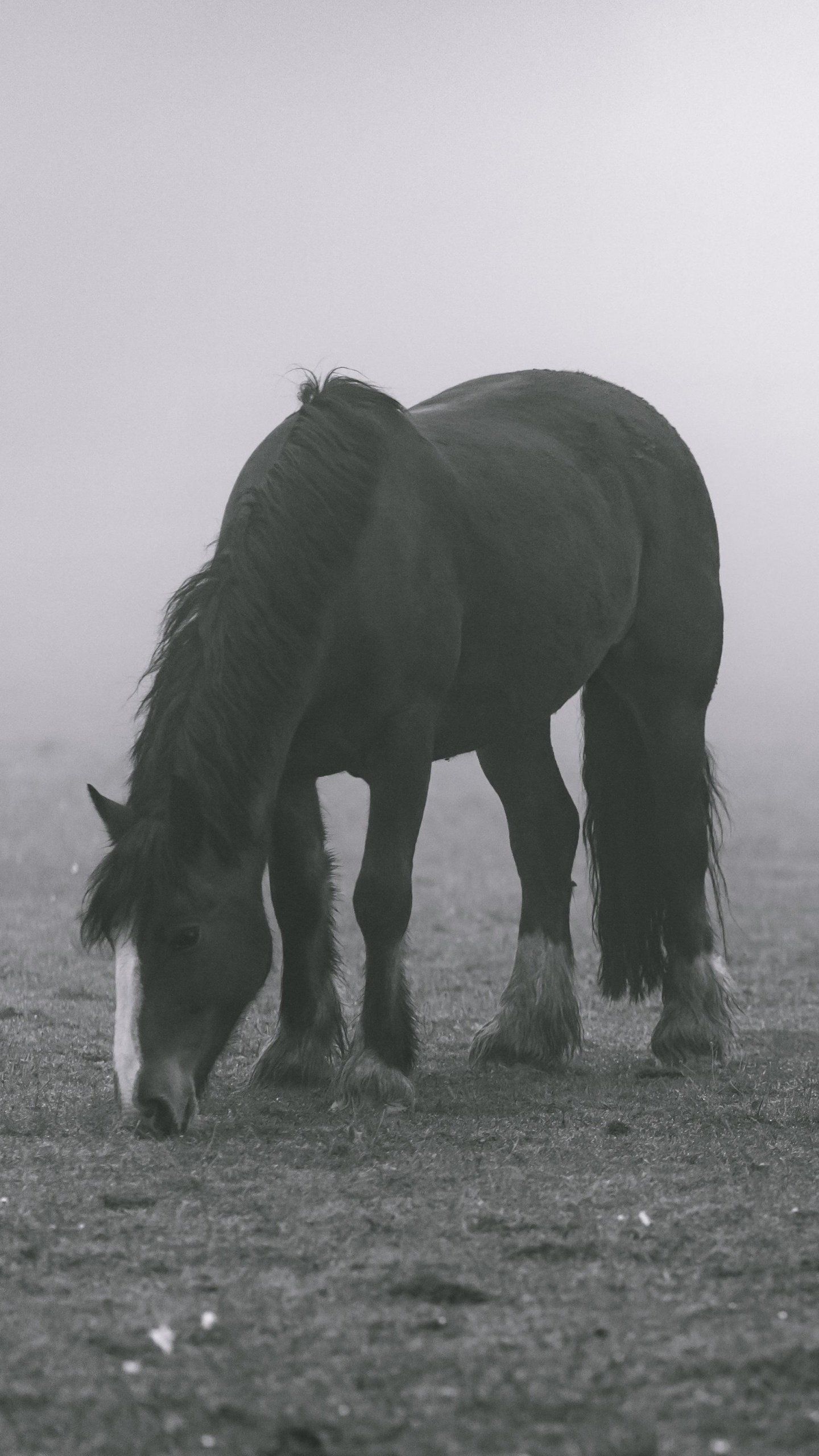 A horse grazing in a field - Horse, fog