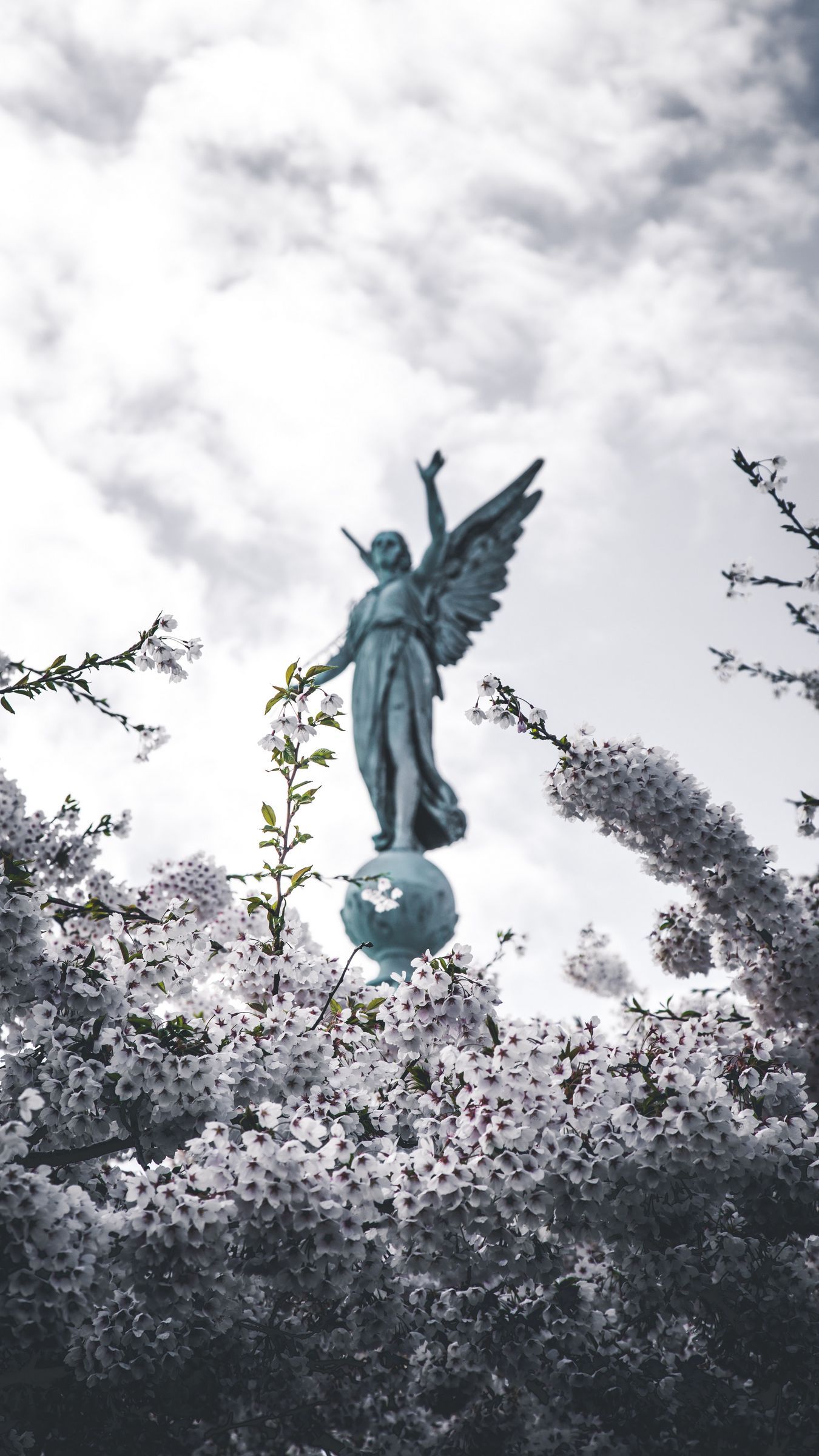 Download wallpaper 1350x2400 sakura, statue, angel, flowers, bloom, branches iphone 8+/7+/6s+/for parallax HD background