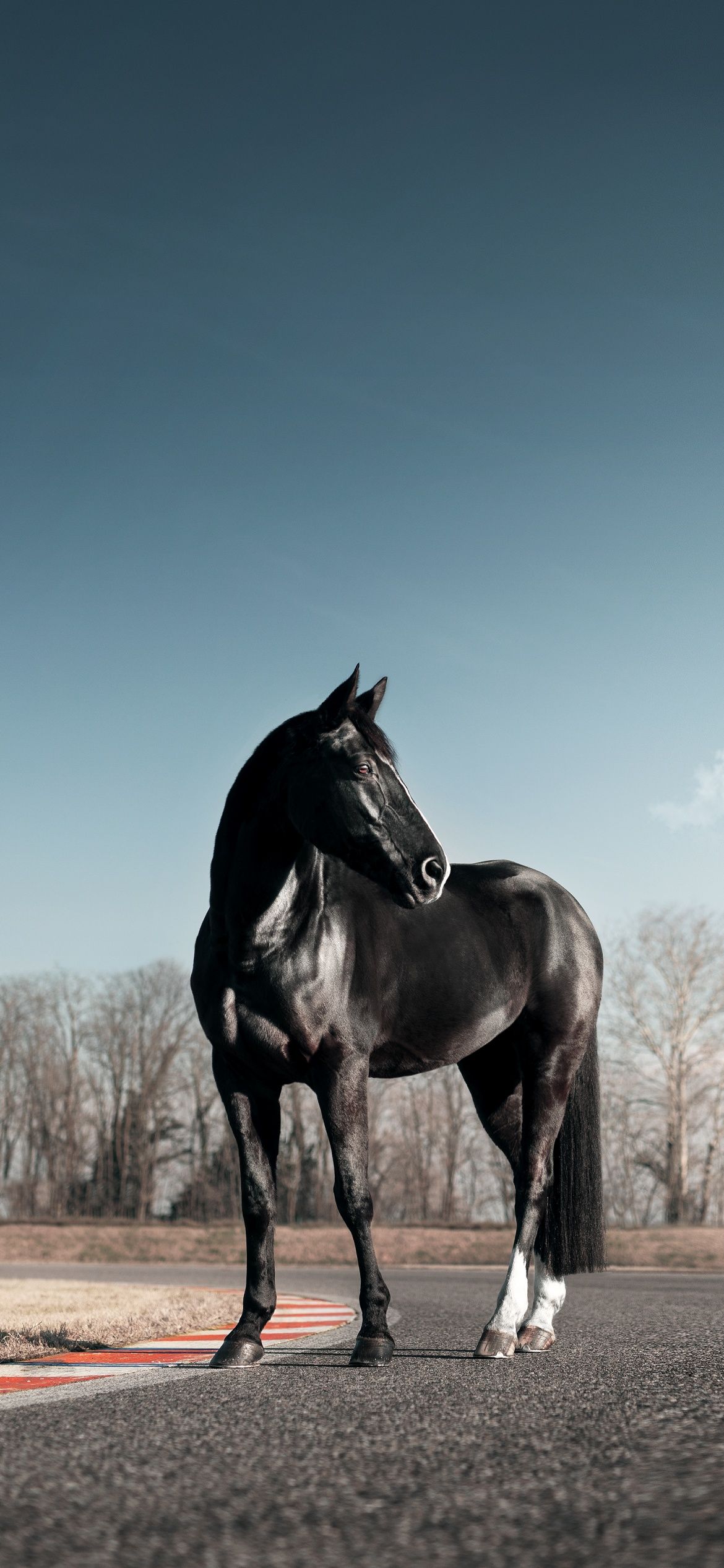 Black horse Wallpaper 4K, Race track, Clear sky, Animals