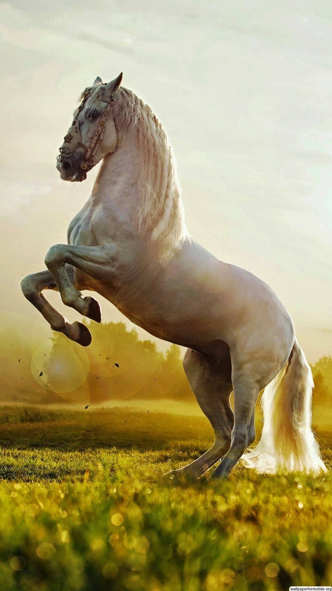 Winter Horse iPhone Wallpaper