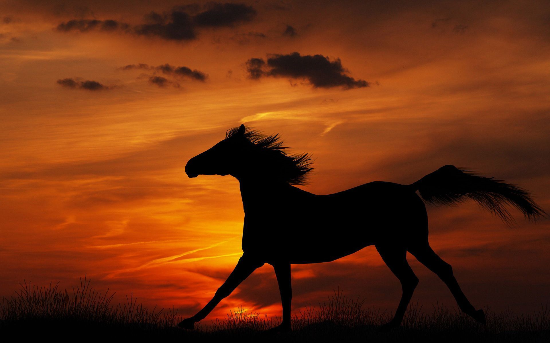 Horse Sunset Wallpaper Free Horse Sunset Background