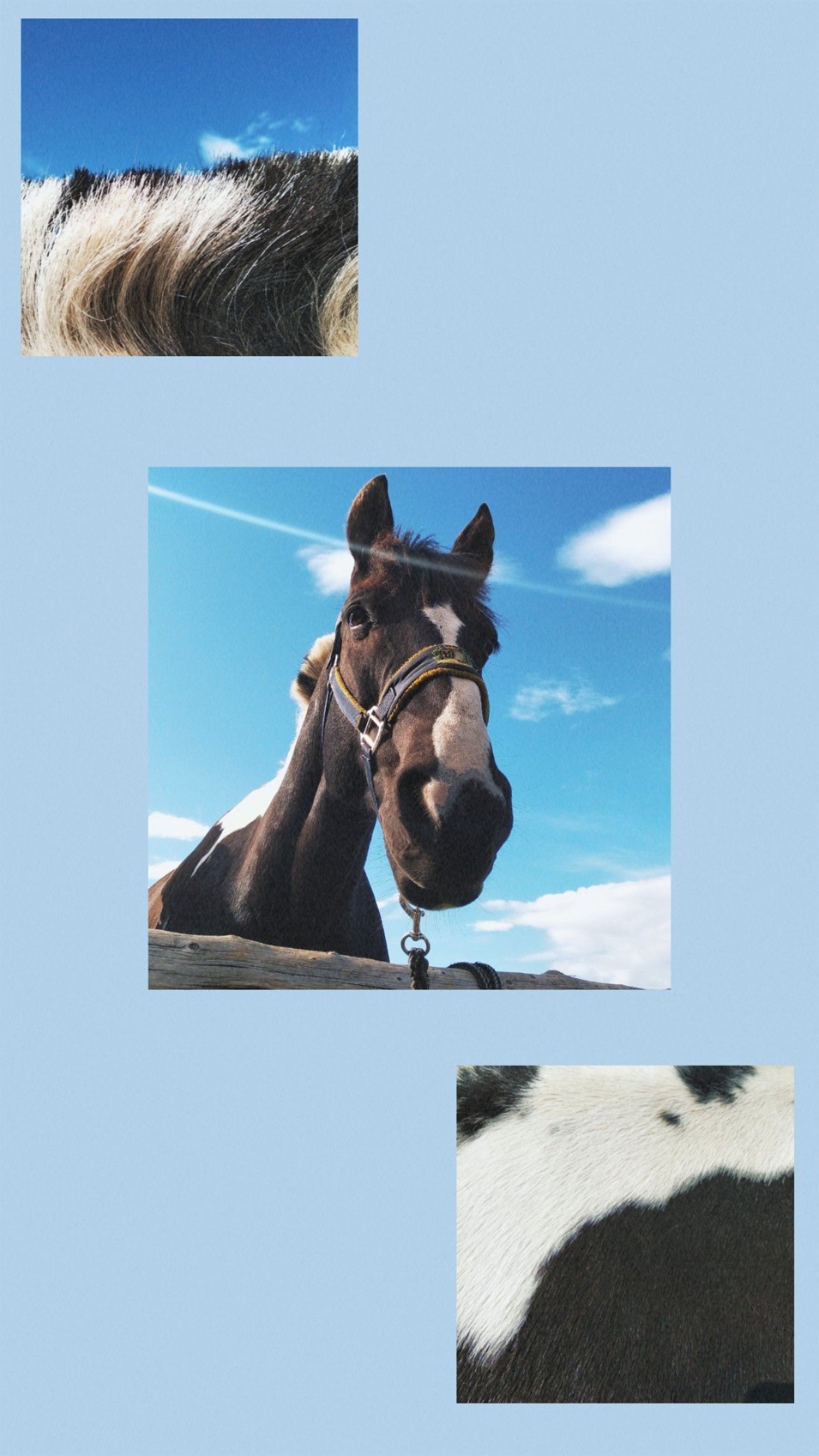 horse #horses #equestrian #wallpaper #aesthetic. Horse wallpaper, Cute horse picture, Horse aesthetic