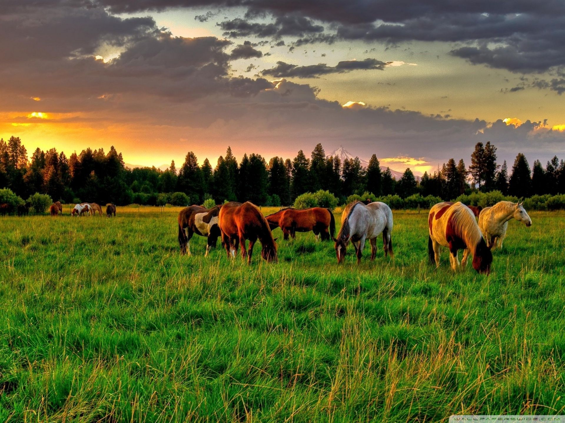 Horses Grazing In A Field Ultra HD Desktop Background Wallpaper for 4K UHD TV : Multi Display, Dual Monitor : Tablet