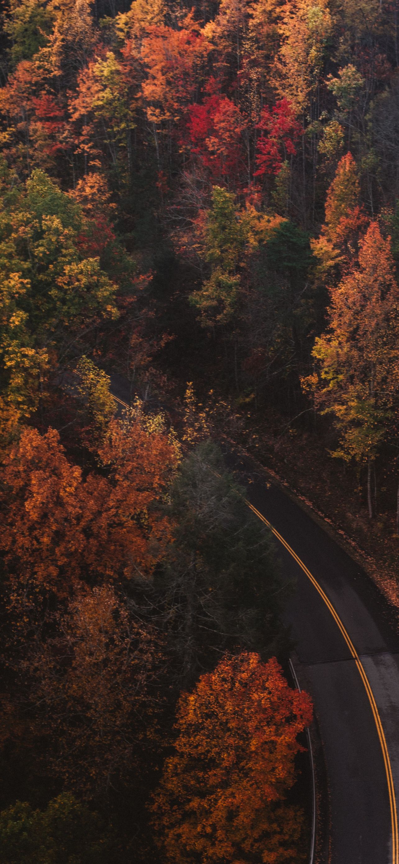 A road that is surrounded by trees - Fall