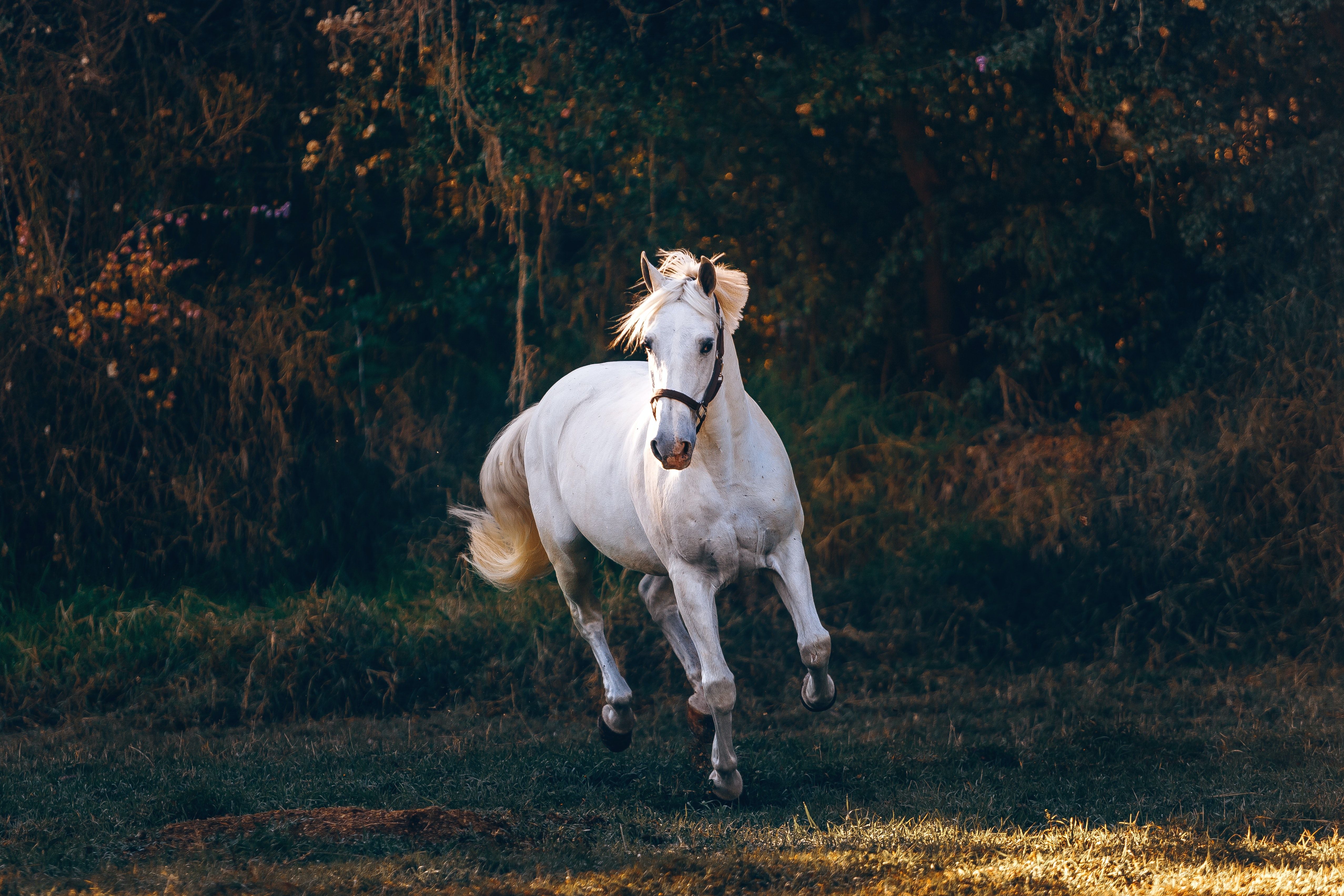 Horses Photo, Download Free Horses & HD Image