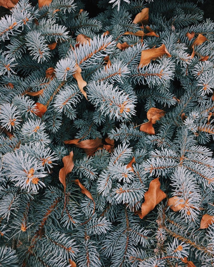 A close up of a pine tree with brown leaves. - Christmas