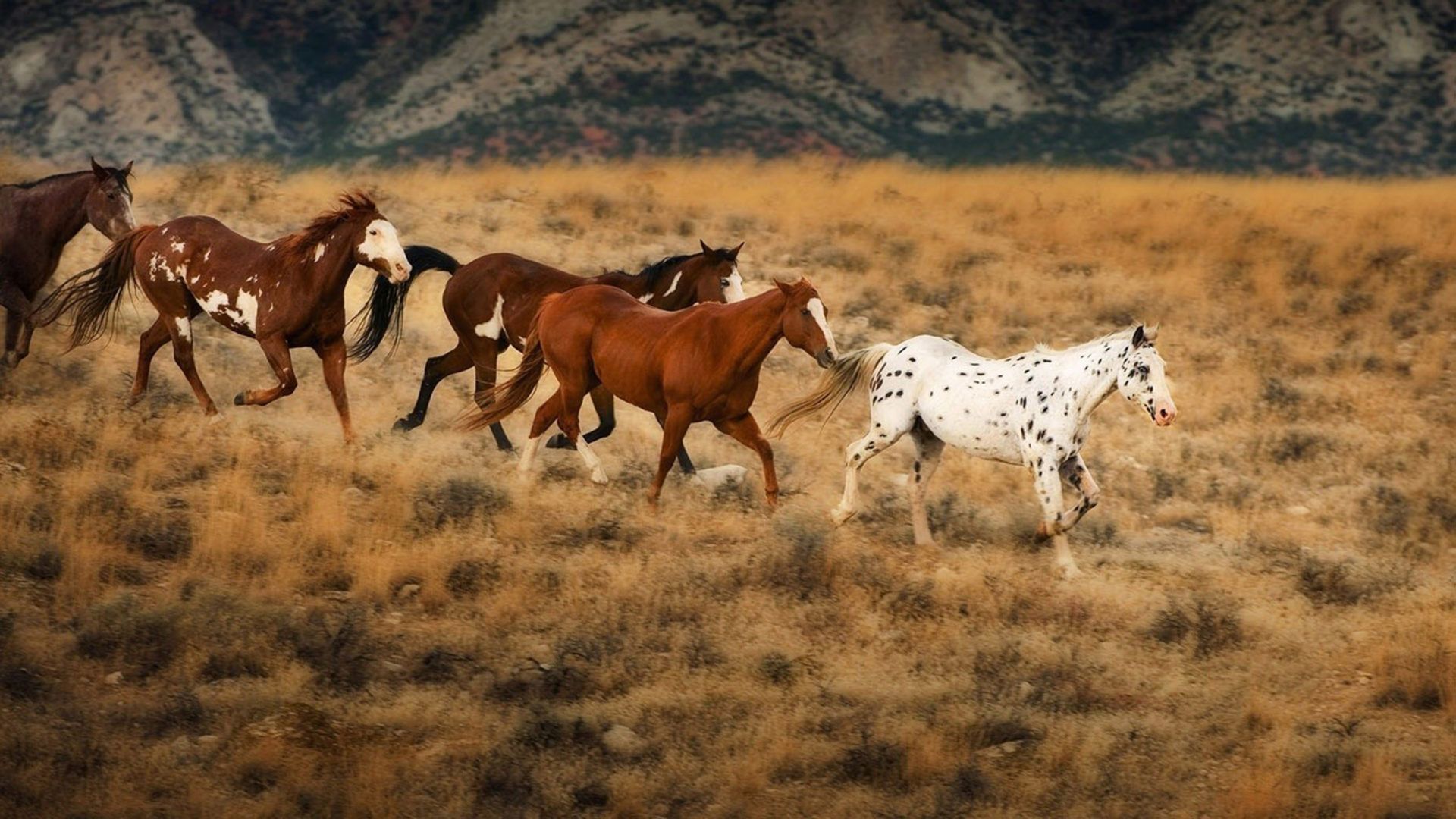 Horses In Different Colors Running Field Dry Grass Desktop Wallpaper HD 7953 : Wallpaper13.com