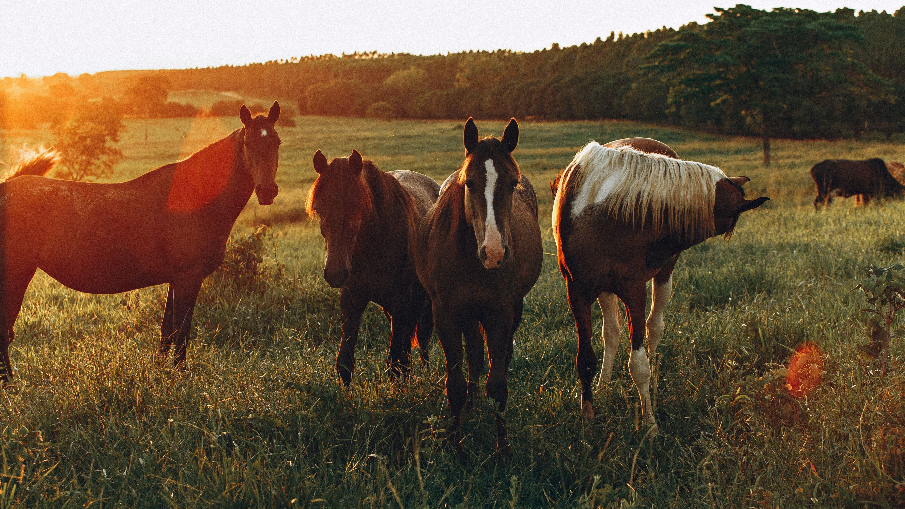 A group of horses standing in the grass - Horse