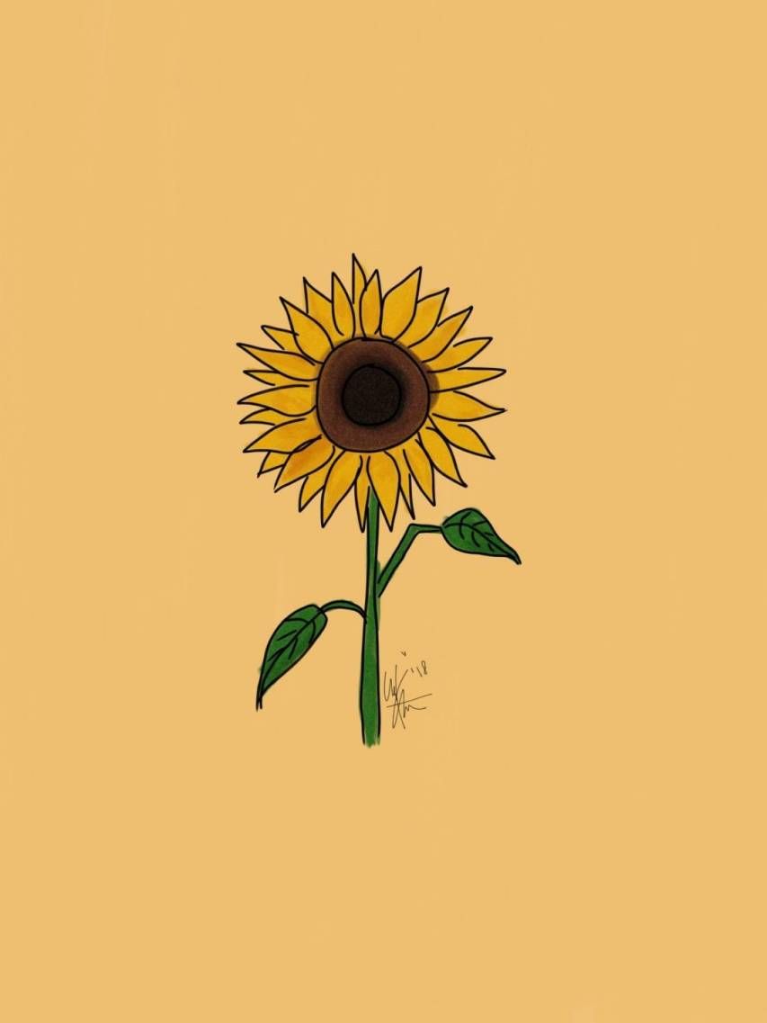 A drawing of a sunflower - Sunflower