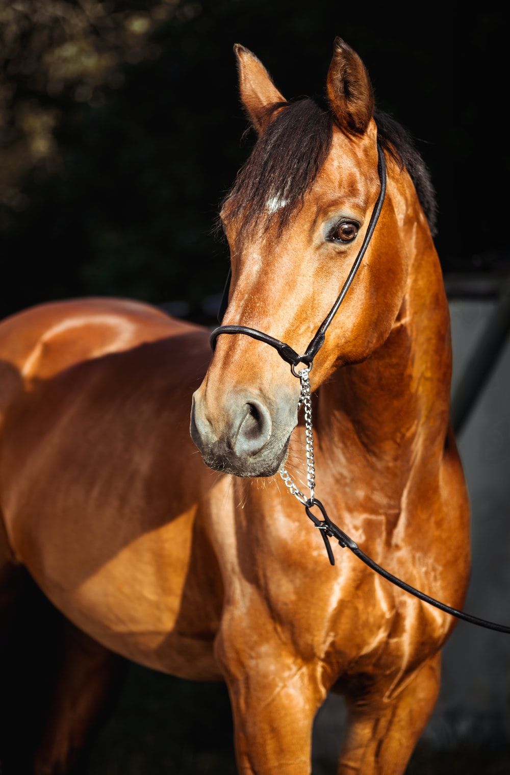 A brown horse with its head down - Horse