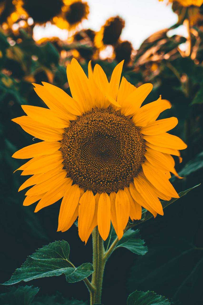 A sunflower in the middle of some other flowers - Sunflower
