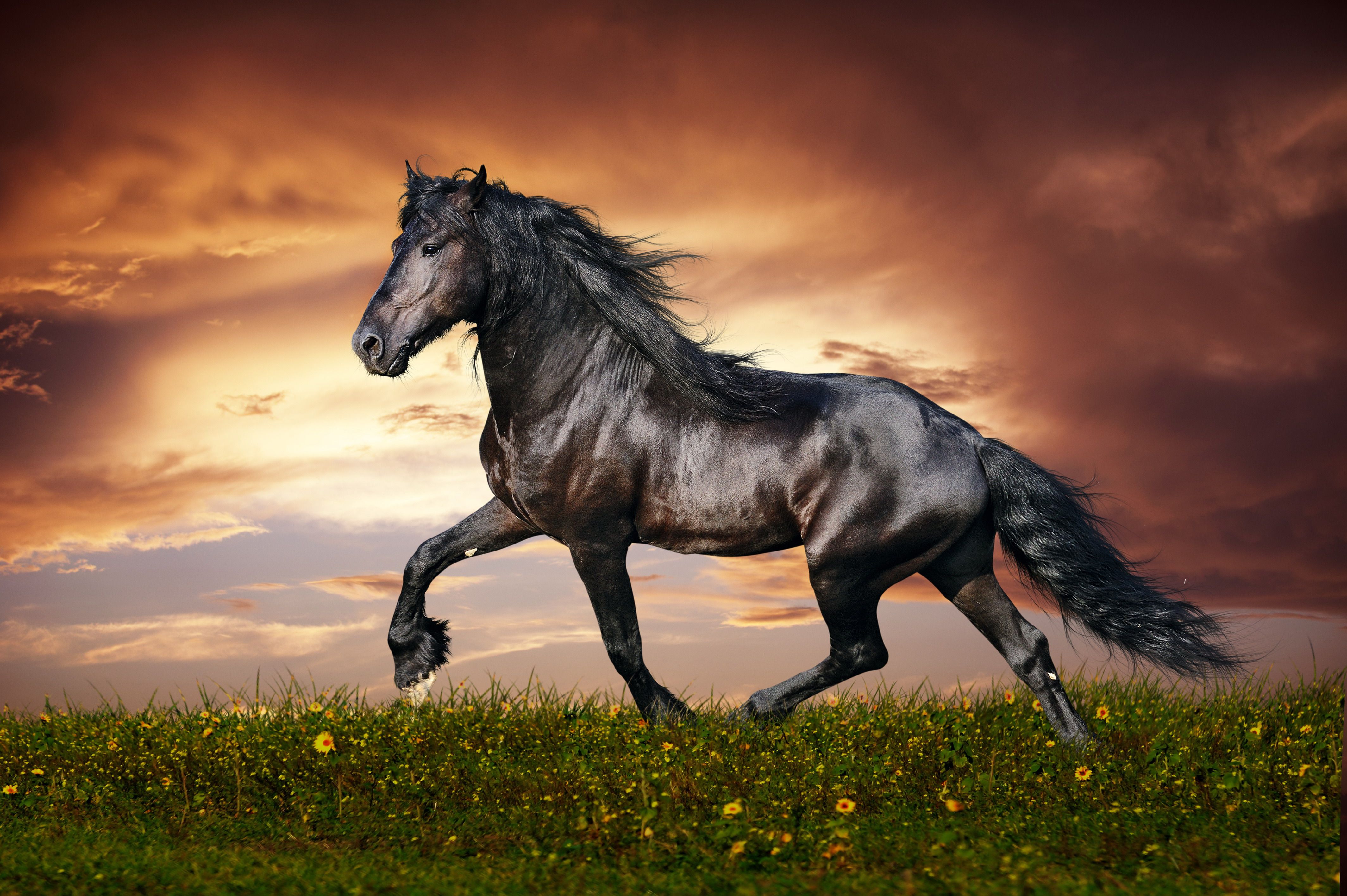 A black horse gallops through a field of yellow flowers with a dramatic sunset in the background. - Horse