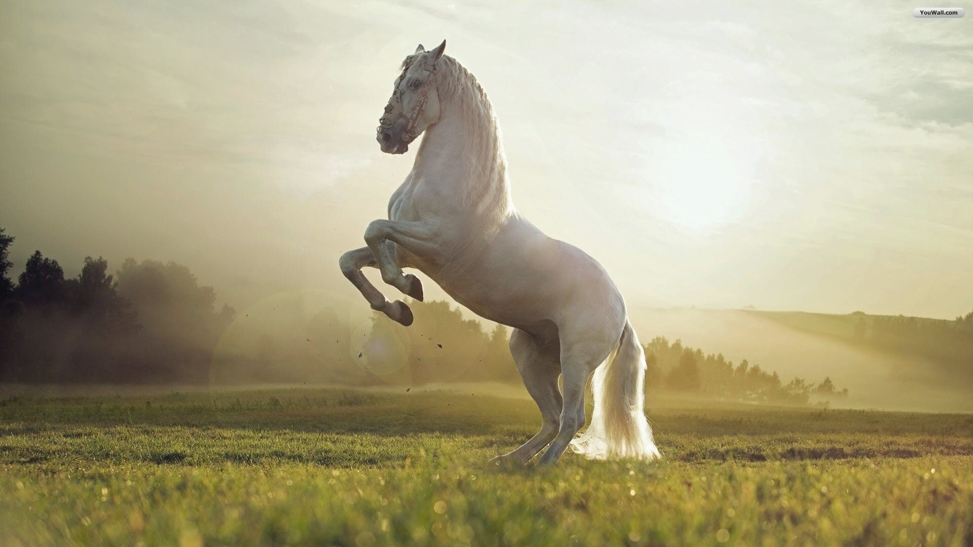 White horse standing on its hind legs wallpaper - Horse