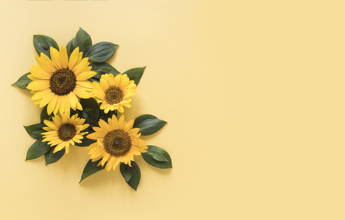 Yellow Sunflower Desktop Wallpaper Free Yellow Sunflower Desktop Background