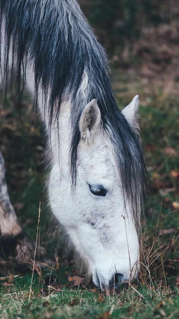 A white horse with black hair grazing in a field. - Horse