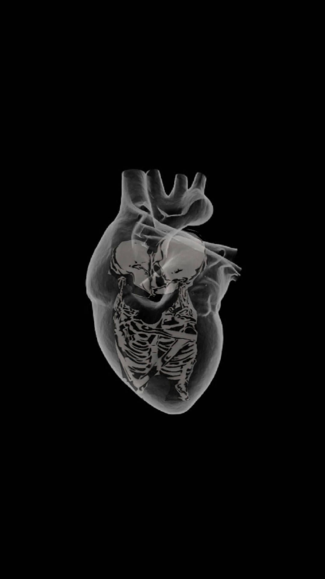 A black and white image of a human heart. - Skeleton