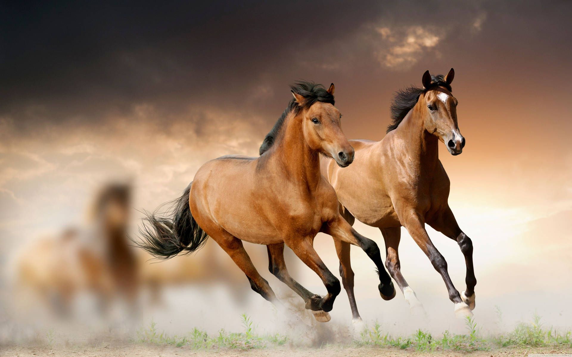 Free Horse Wallpaper Downloads, Horse Wallpaper for FREE