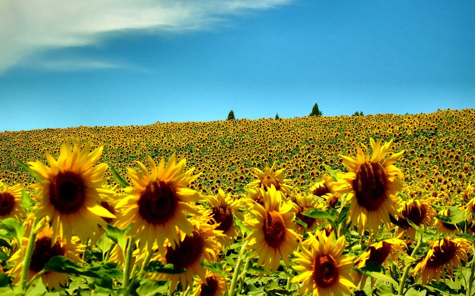 Full HD sunflower free background desktop wallpaper