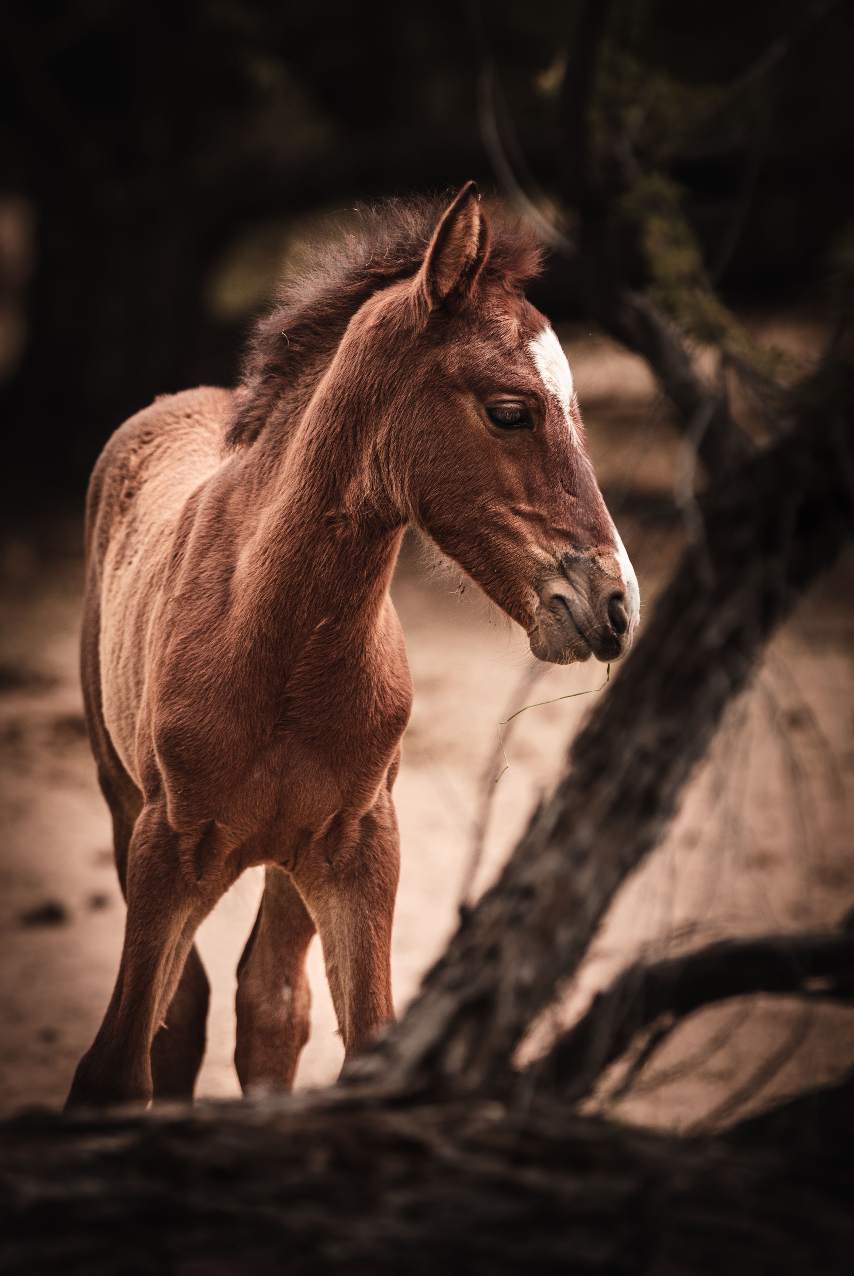 A brown horse standing in the sand - Horse