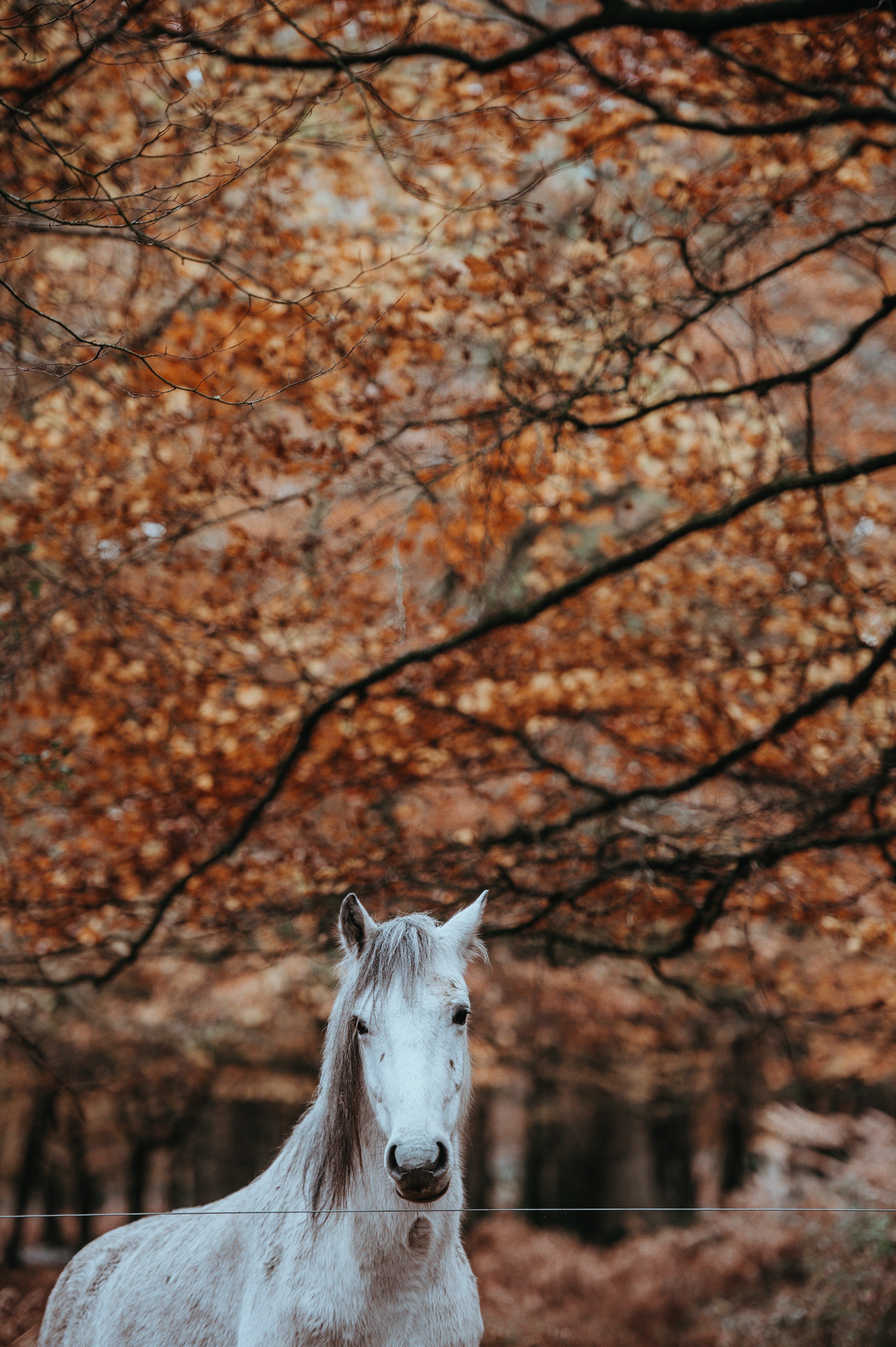 Wallpaper / white horse in autumn 4k wallpaper free download