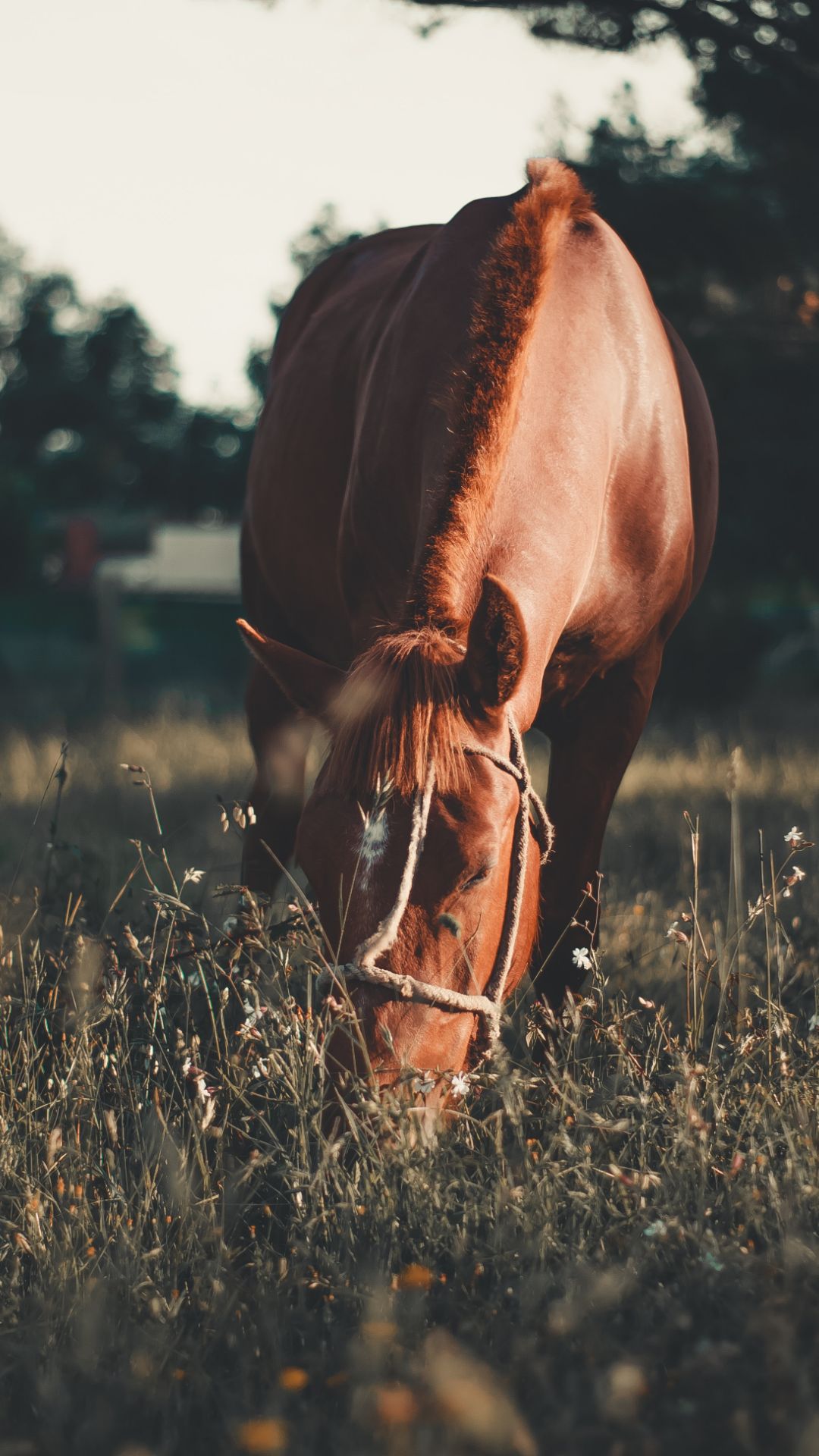 A brown horse grazing in a field - Horse