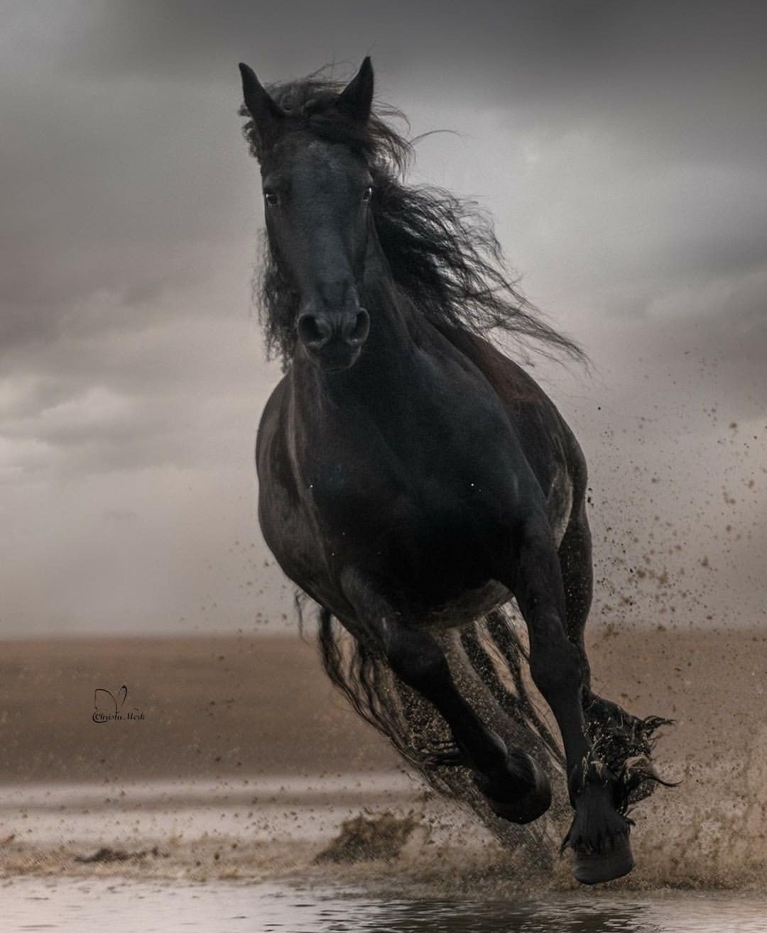 A black horse running through water - Horse