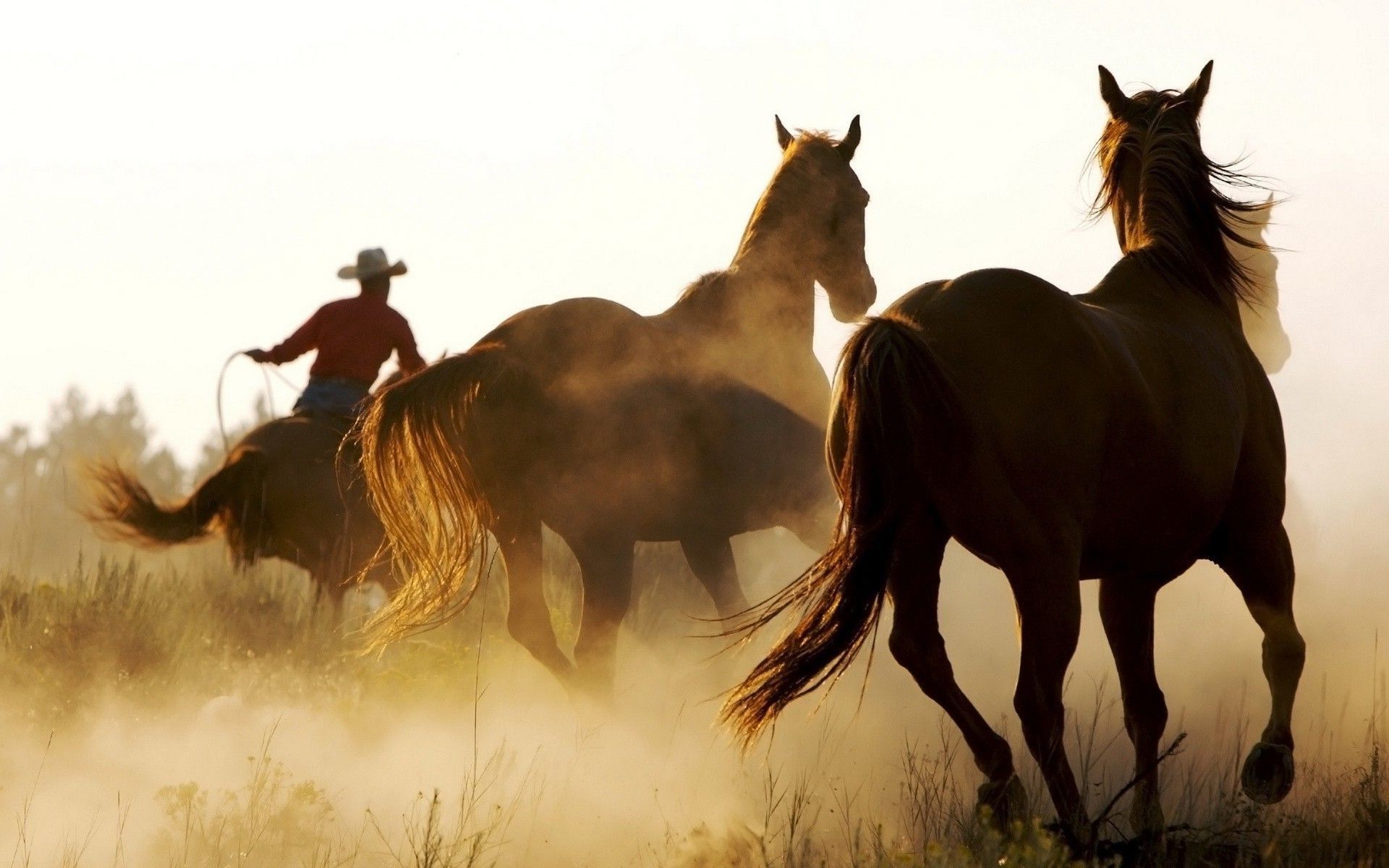 A cowboy on horseback herds three horses through a dusty field. - Horse, western