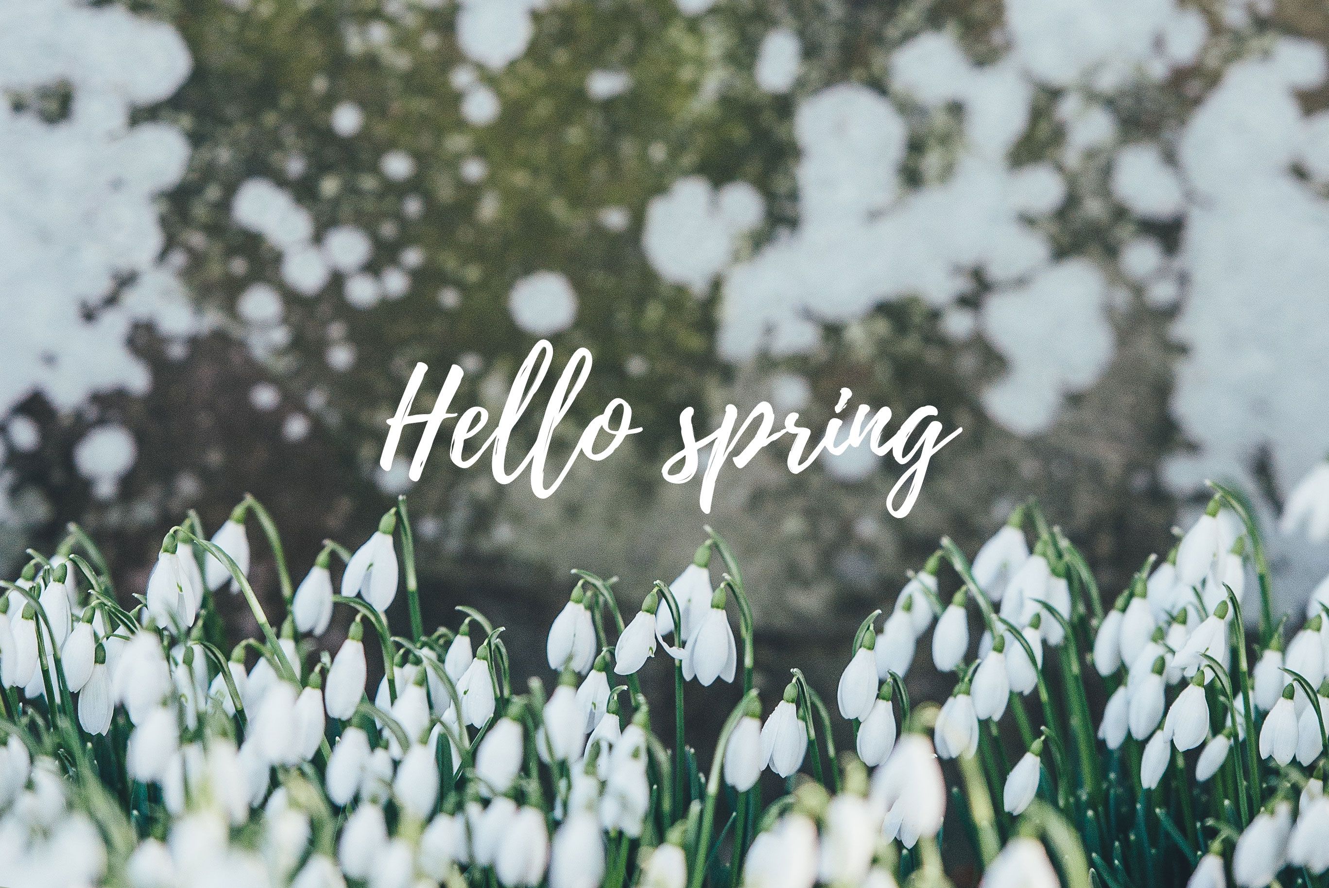 Hello spring, white flowers, snowdrops, bokeh, blurred background, spring flowers, wallpaper, nature, season, bokeh effect - Spring