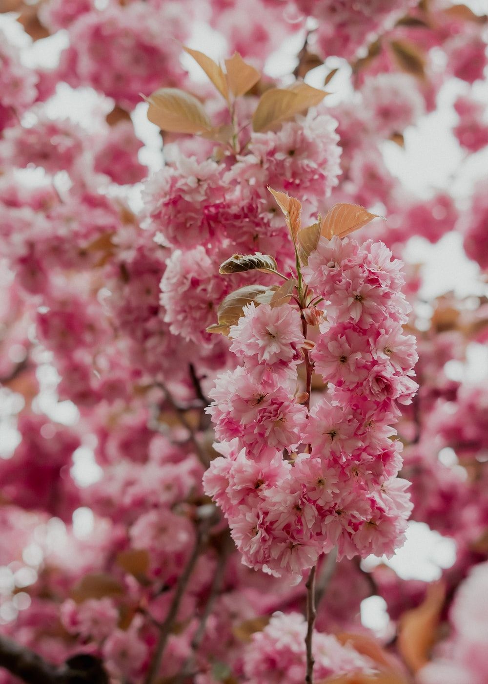 A tree with pink flowers on it - Spring