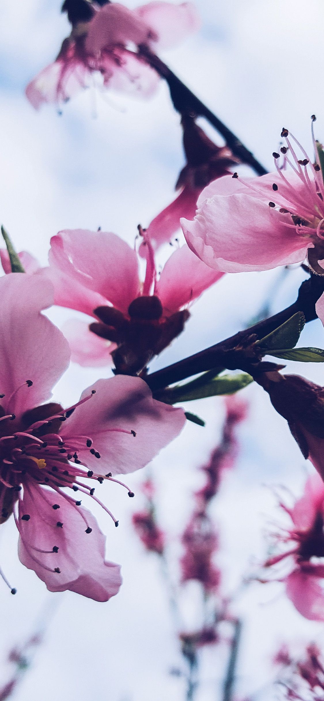iPhone X wallpaper. flower blossom cherry spring nature