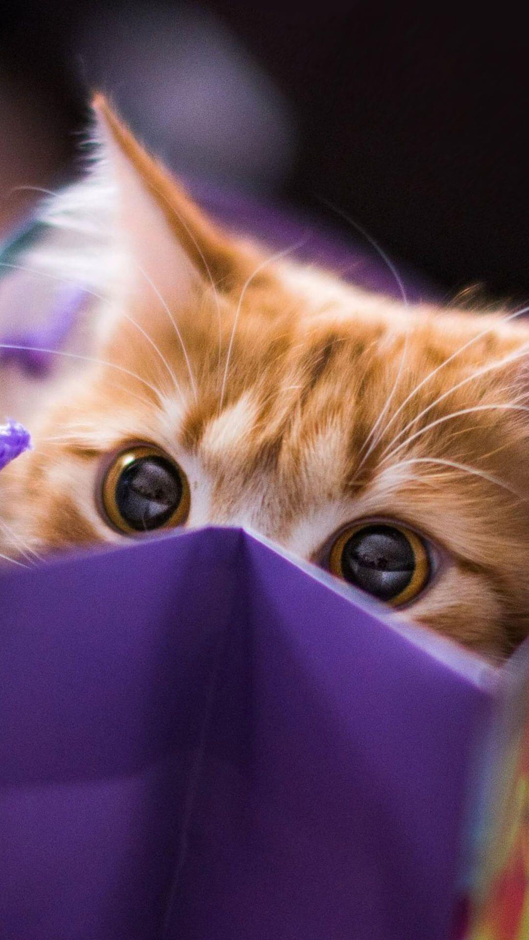 IPhone wallpaper of a cat peeking out from a purple bag - Cat