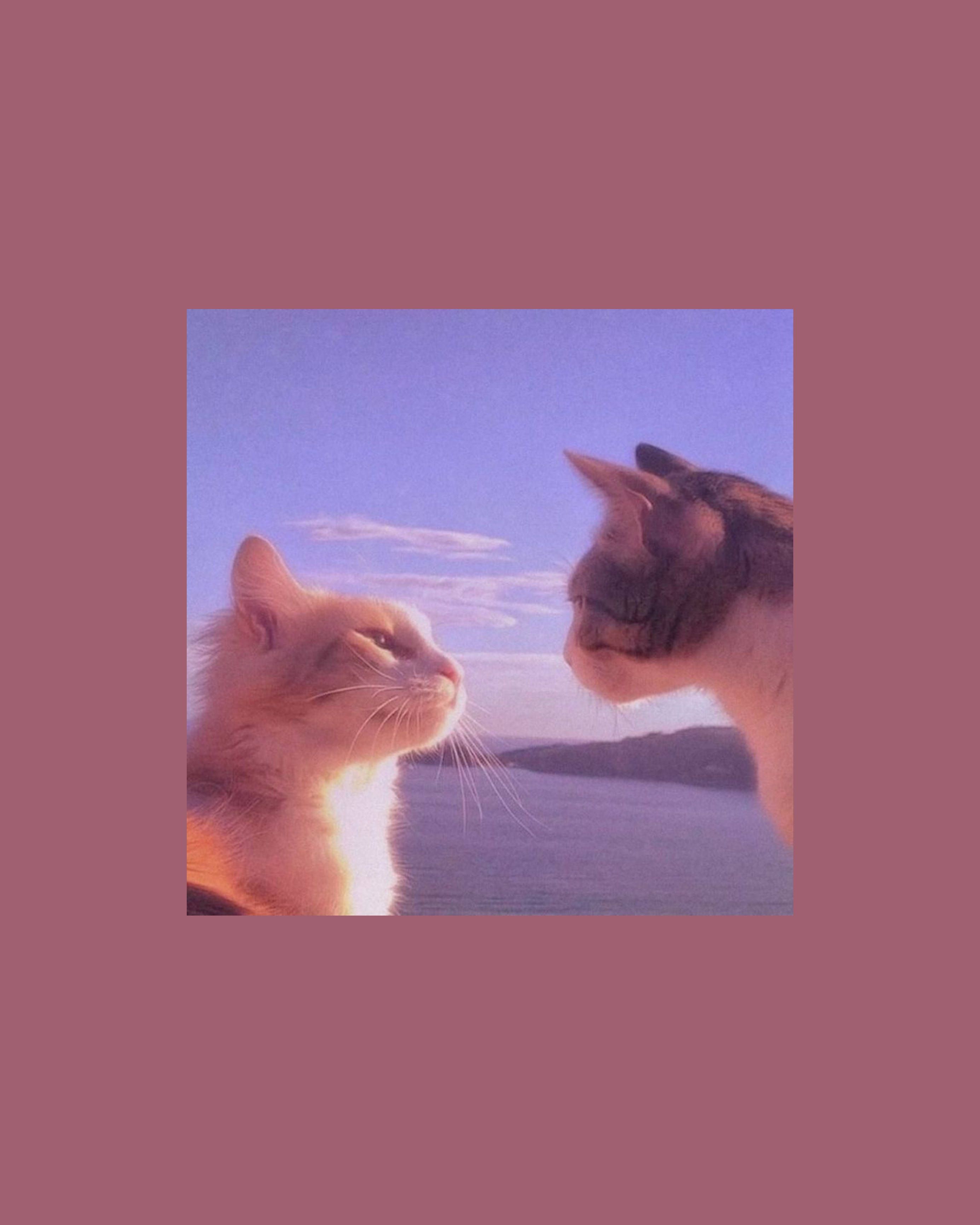 Two cats looking at each other in front of a blue sky - Cat