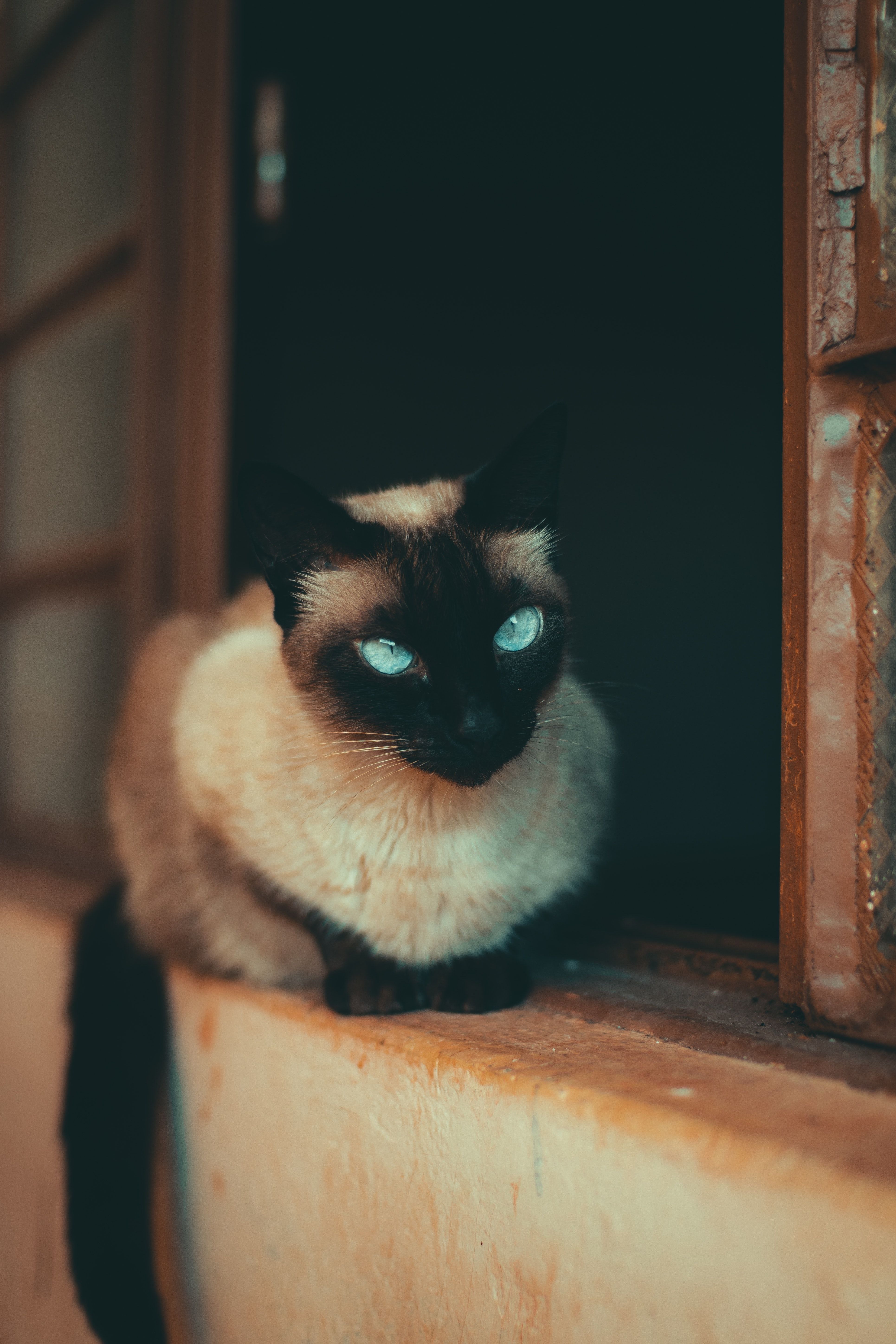 A black and white cat with blue eyes sitting on a windowsill. - Cat