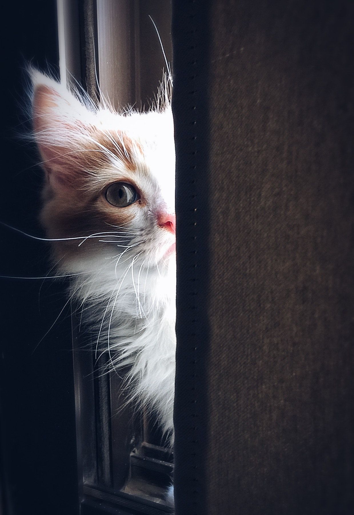 A white and orange kitten peeks out from behind a curtain. - Cat