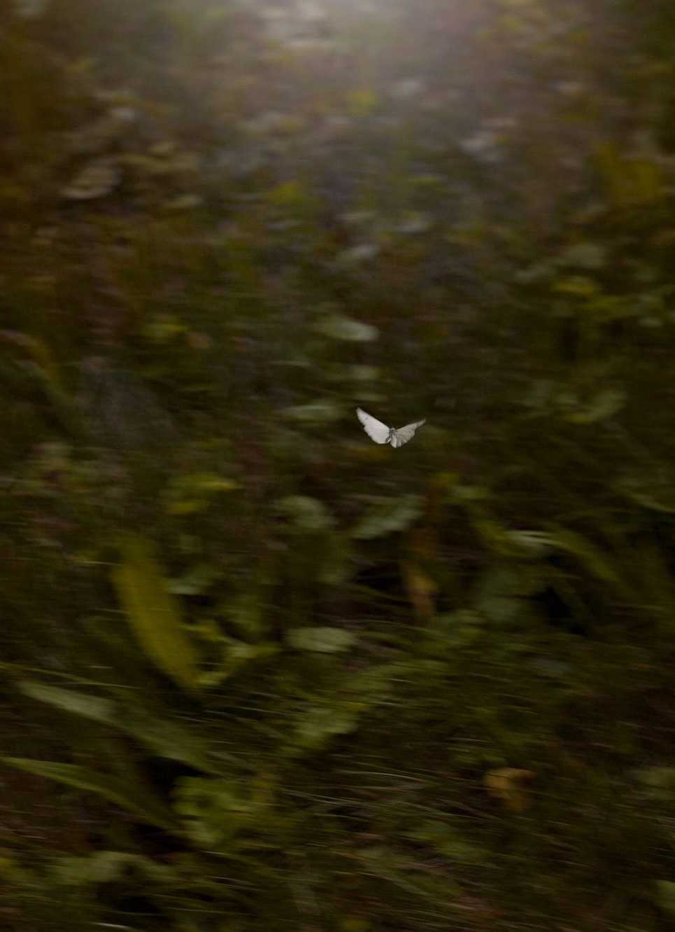 A butterfly flying over the grass in an open field - Grunge, forest
