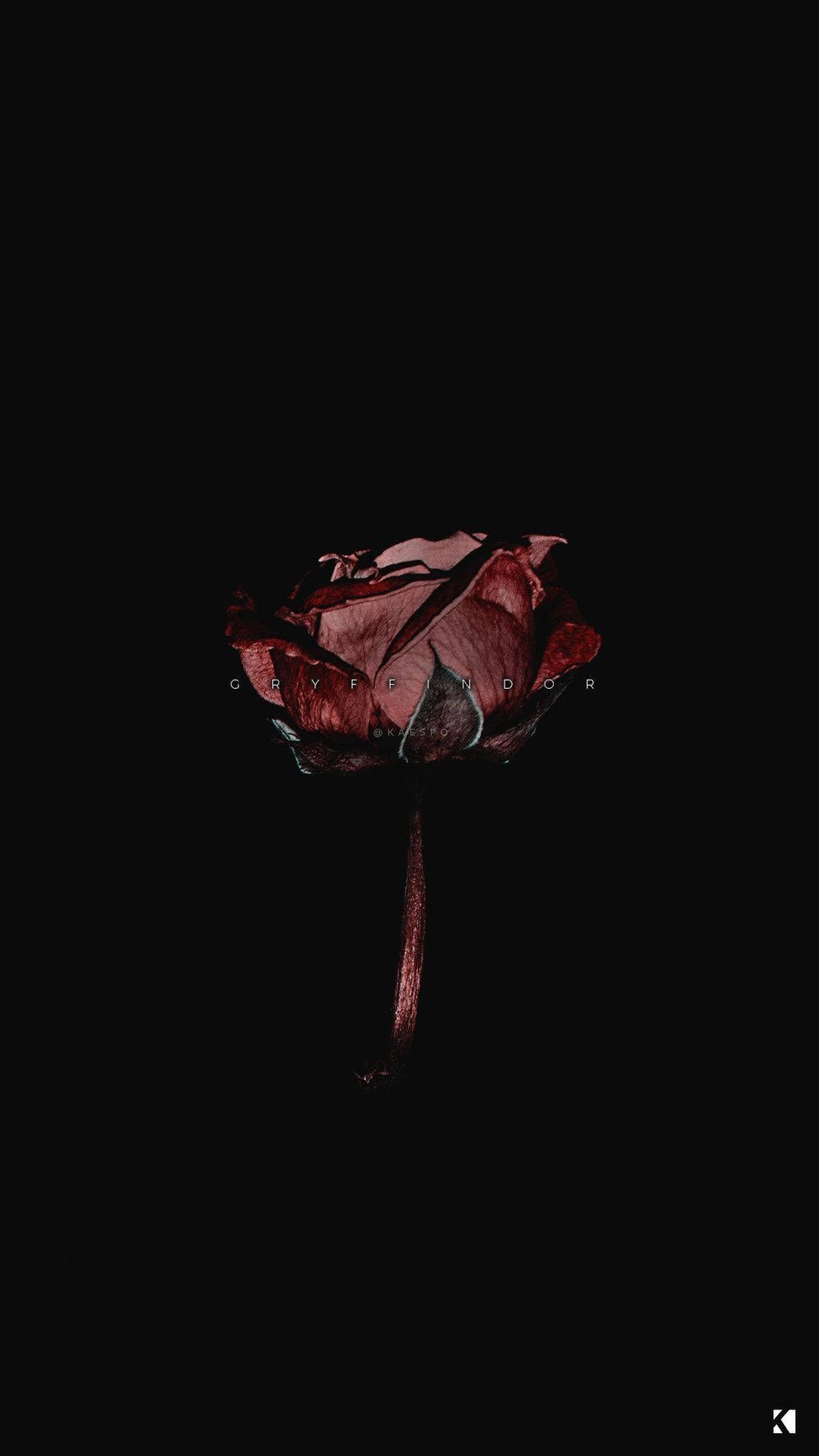 A single red rose in the dark - Blood, black rose, dark, roses