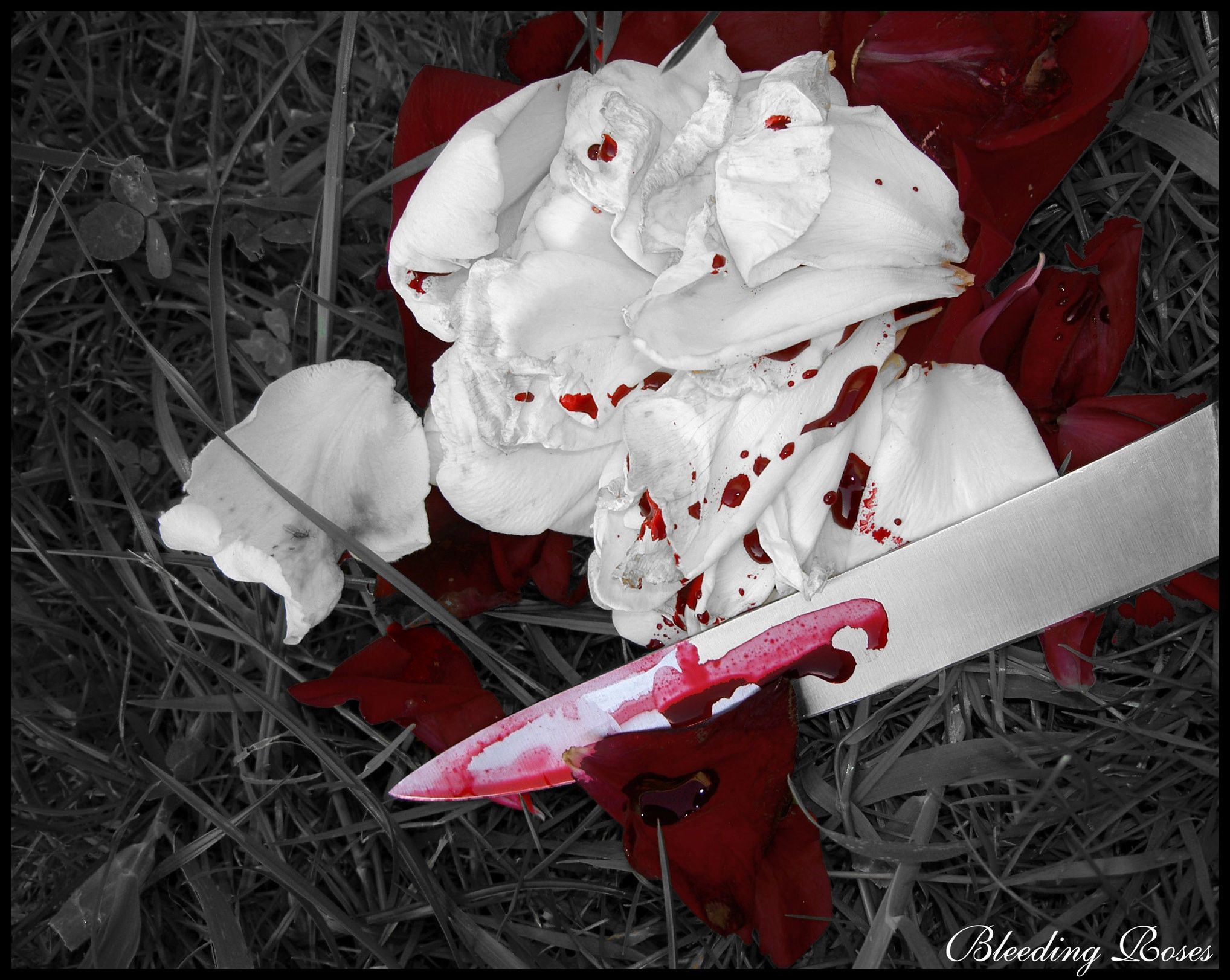 A knife with red liquid on it sits on top of a pile of flower petals. - Blood