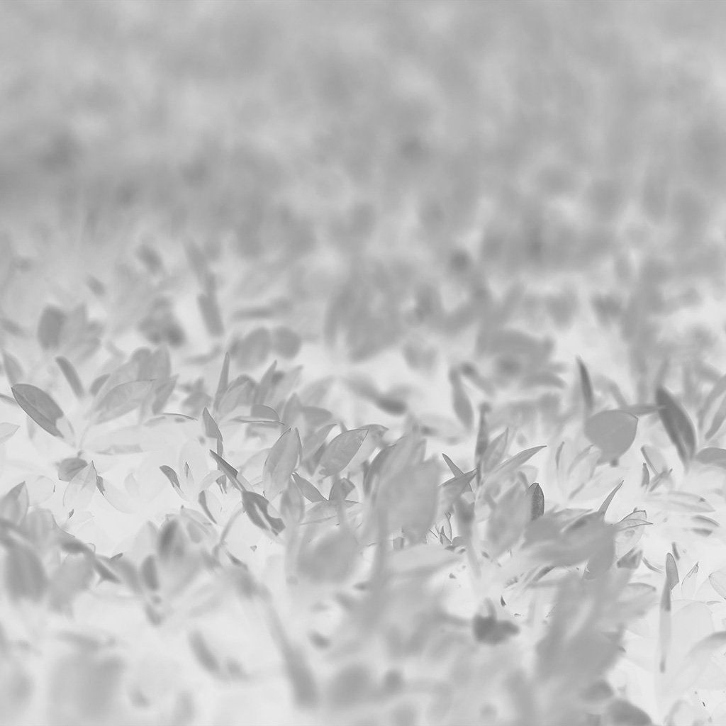 A field of white flowers, in black and white. - White