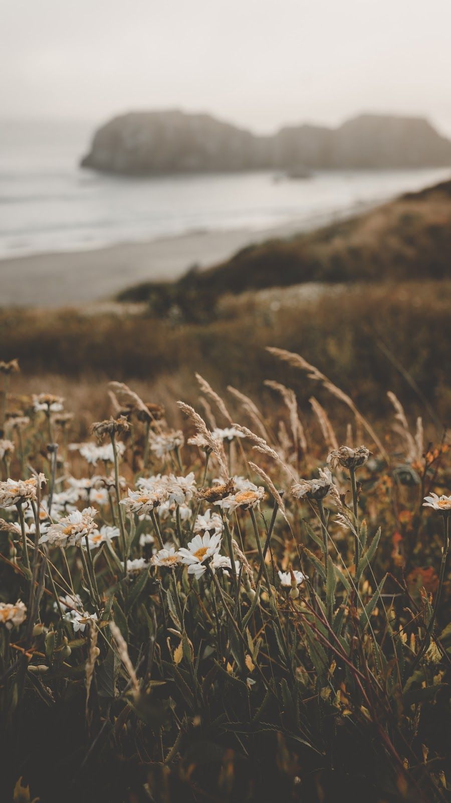 A field of wildflowers overlooking the ocean - Nature