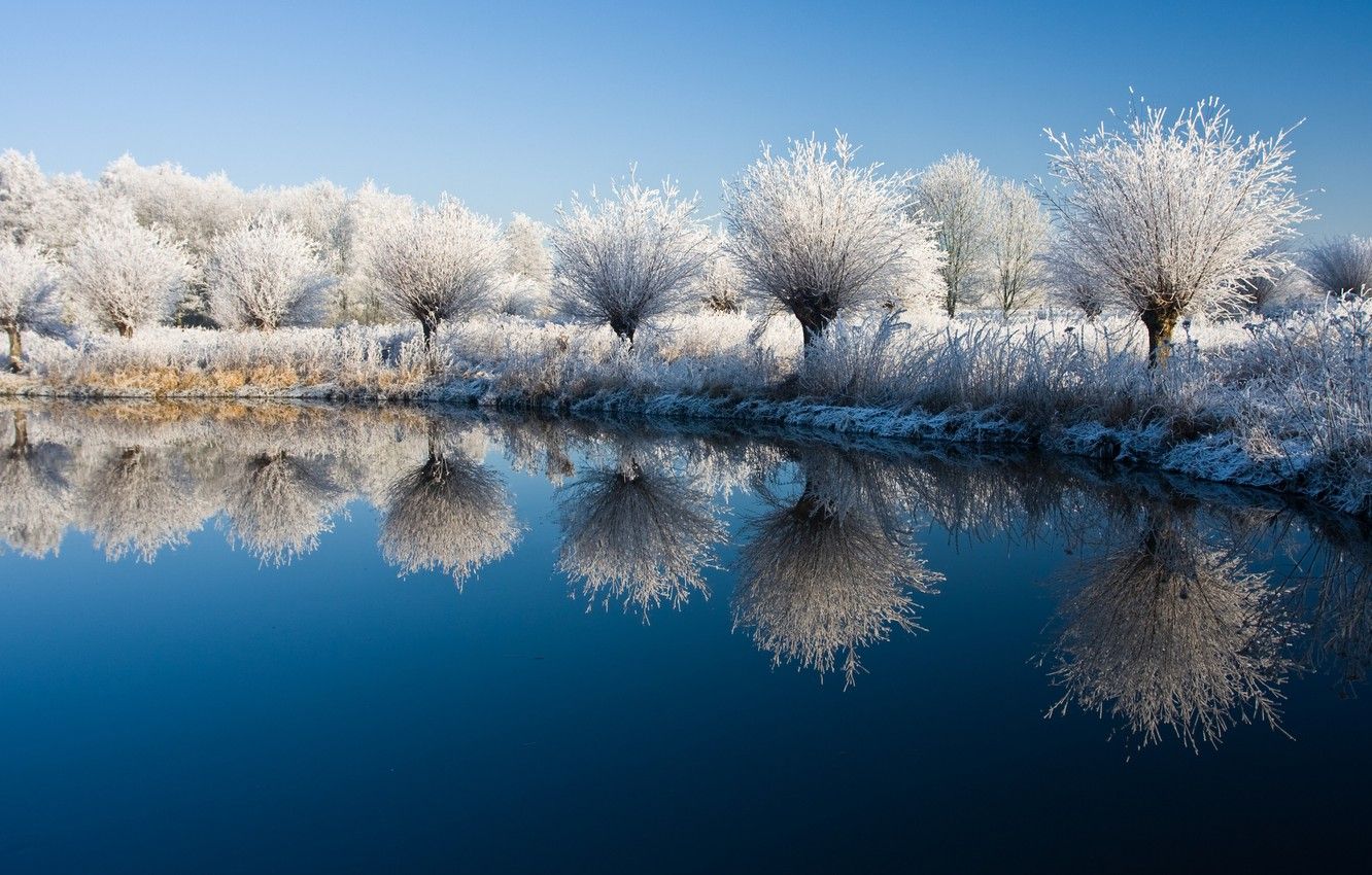 Snow covered trees reflected in a pond - Nature, landscape
