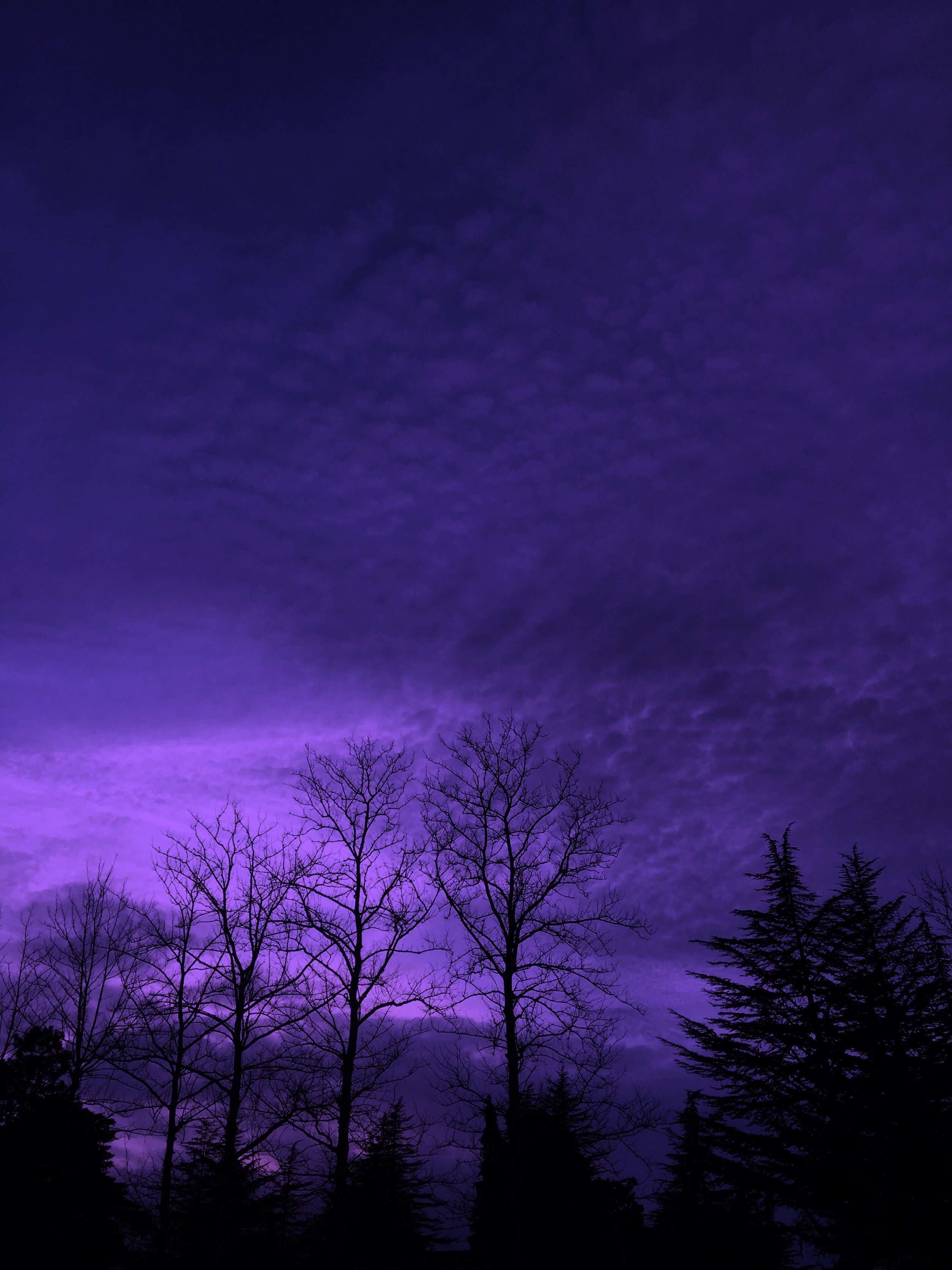 A purple sky with trees in the foreground. - Nature, violet