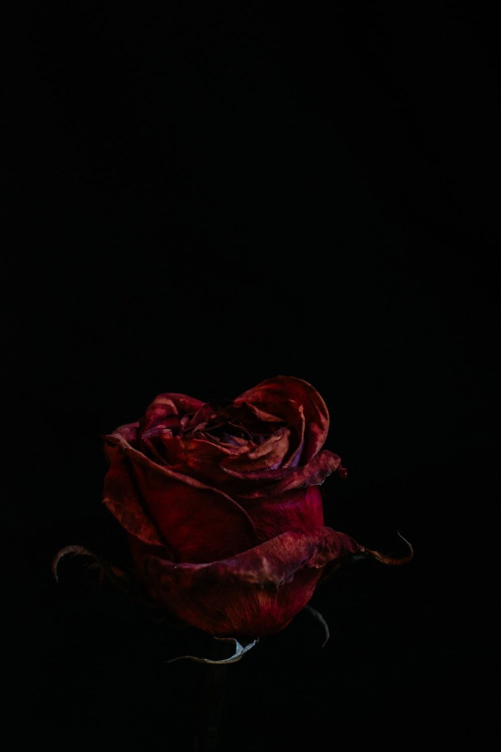 A red rose on a black background - Blood