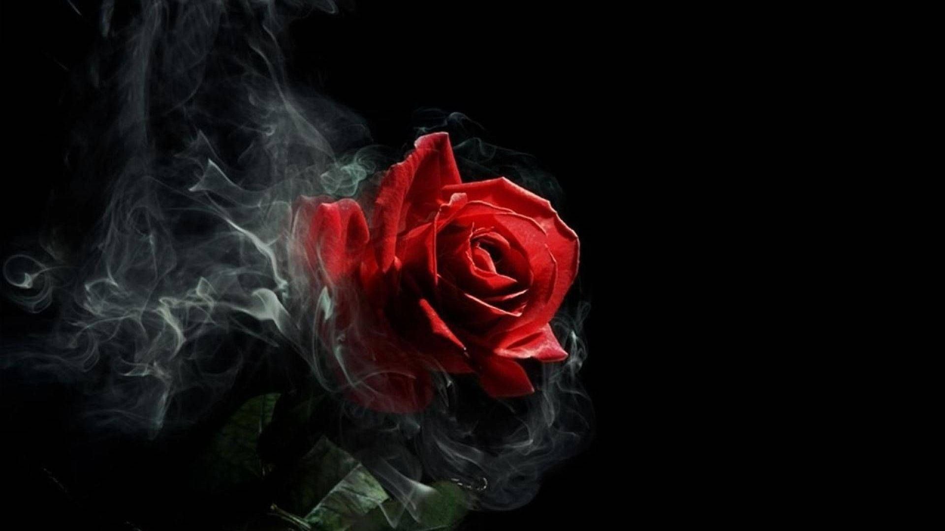 A red rose with smoke coming out of it - Gothic